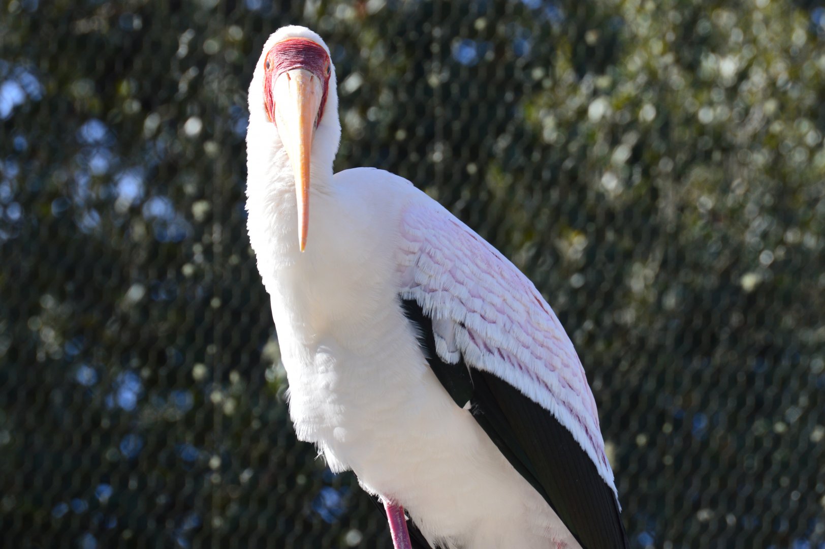 River Valley Aviary - Yellow-billed Stork