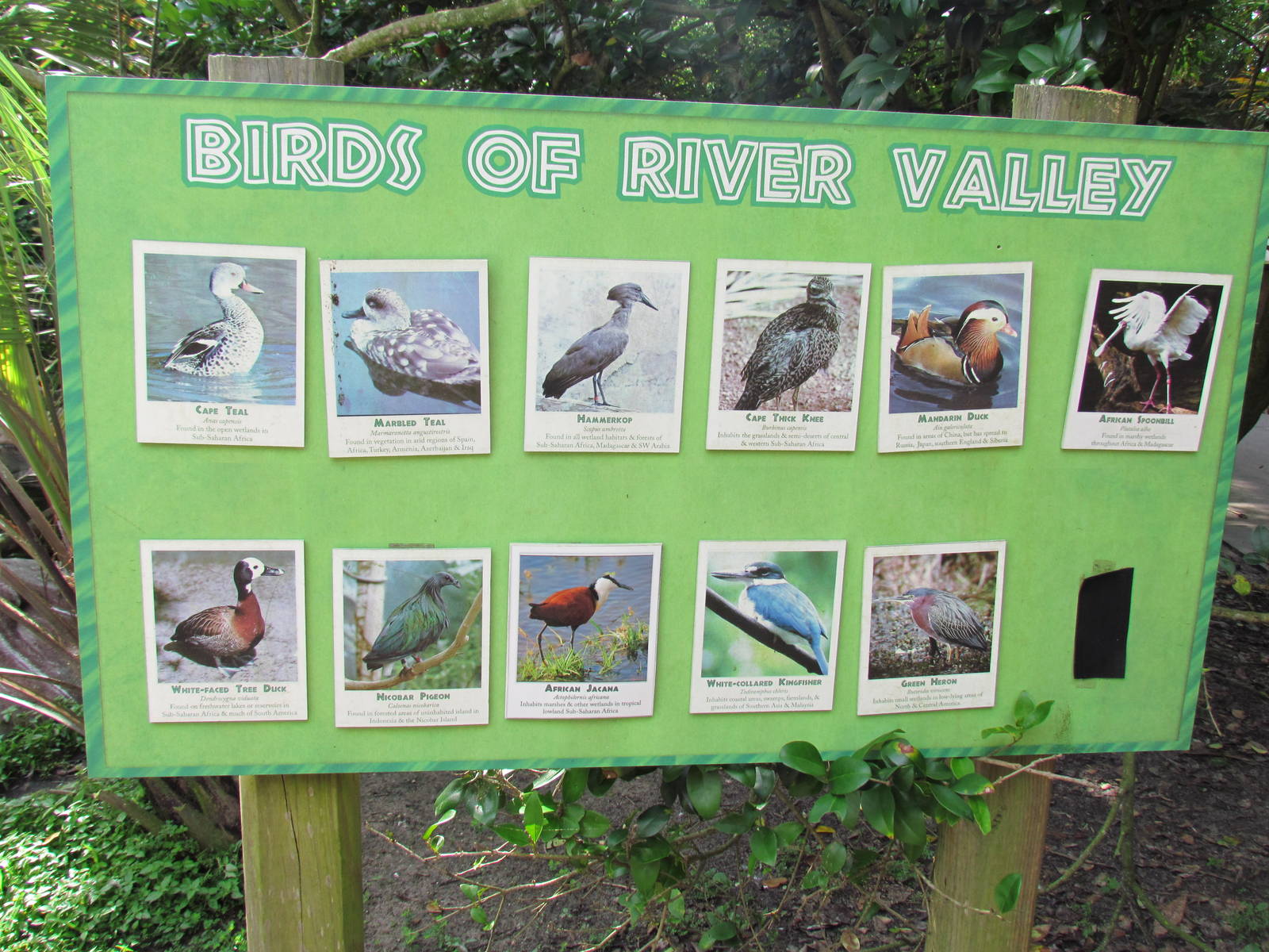 River Valley Birds