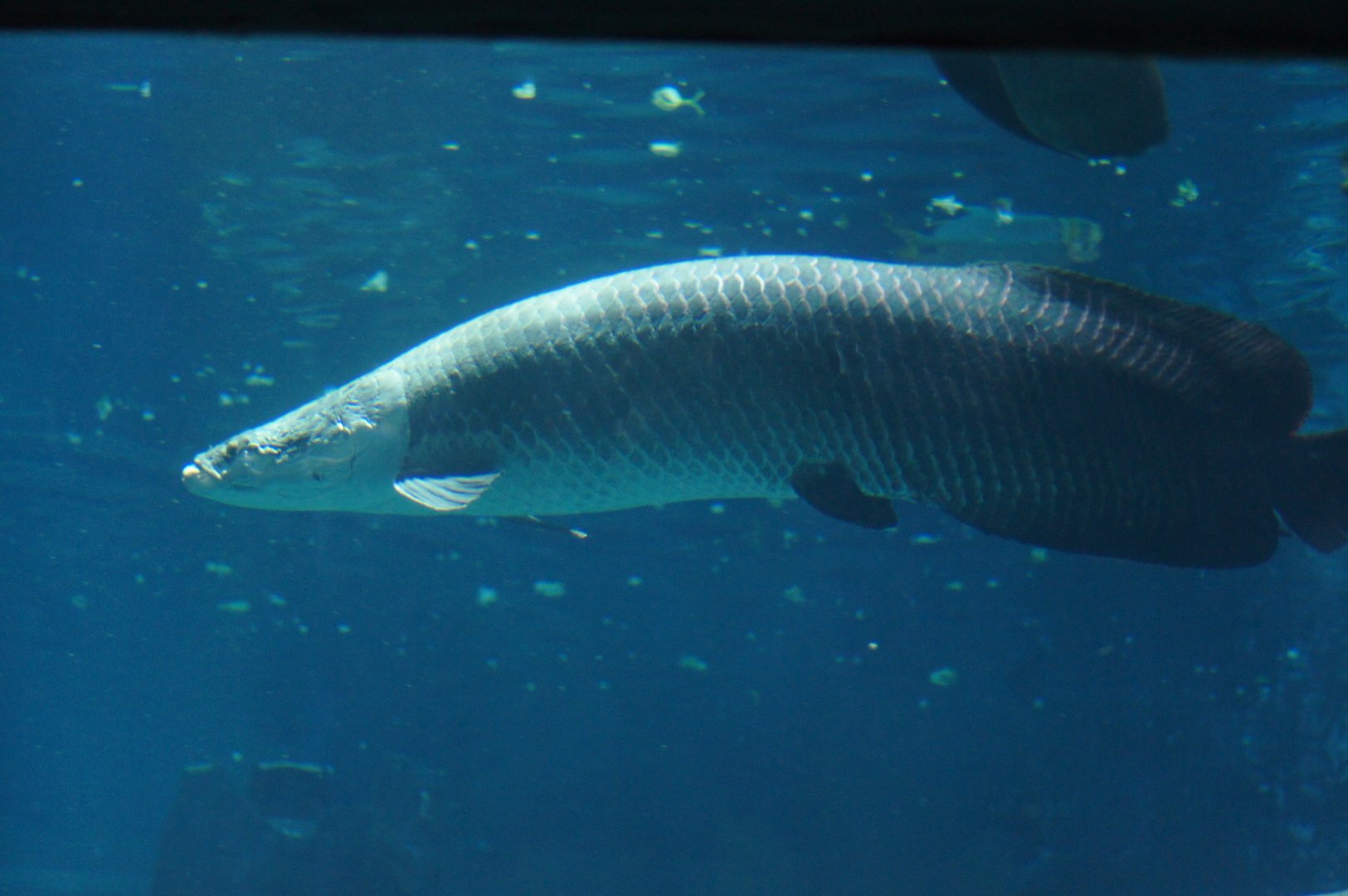 River Wonders | Arapaima
