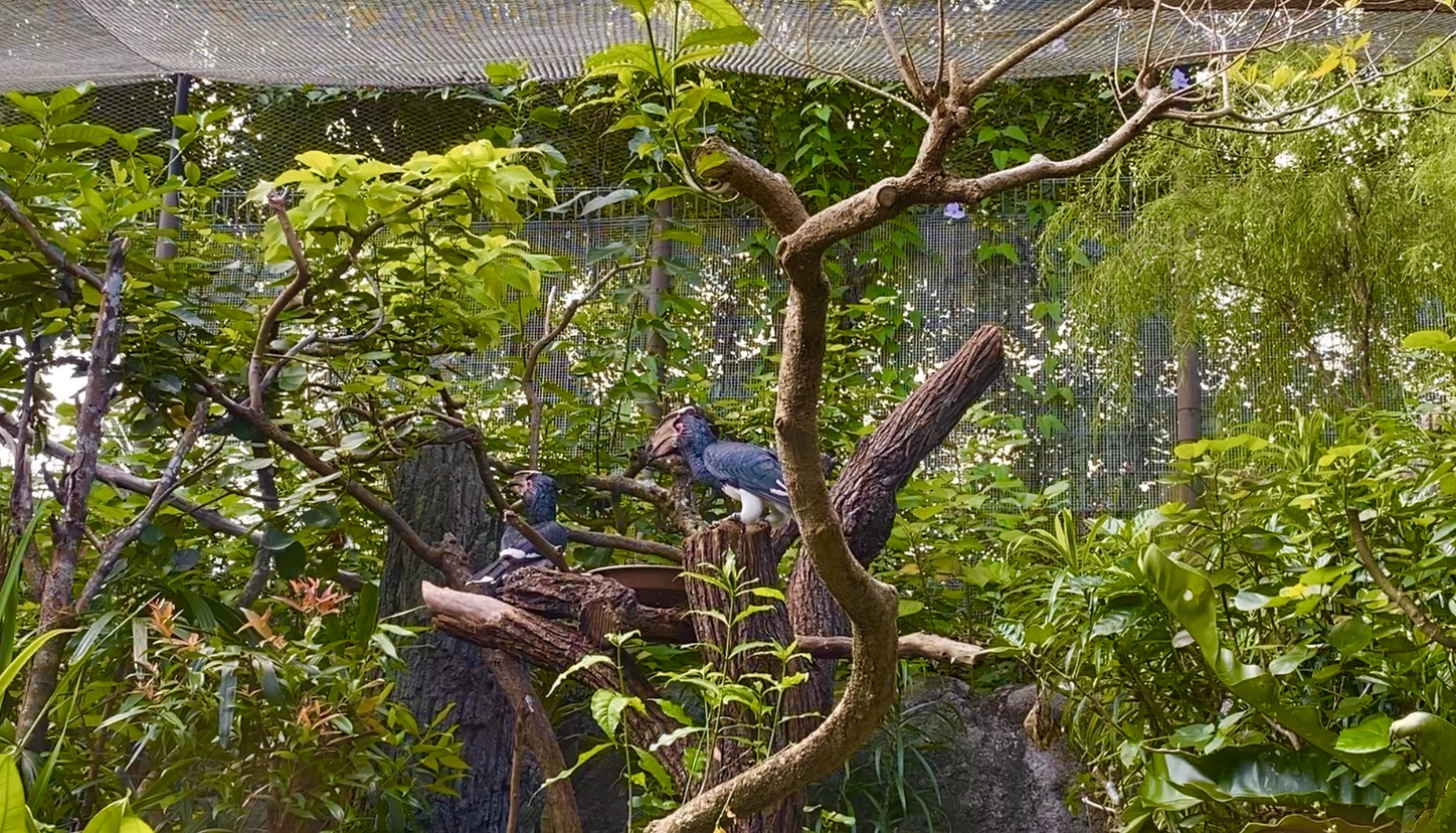 River Wonders aviary w/ Trumpeter hornbills