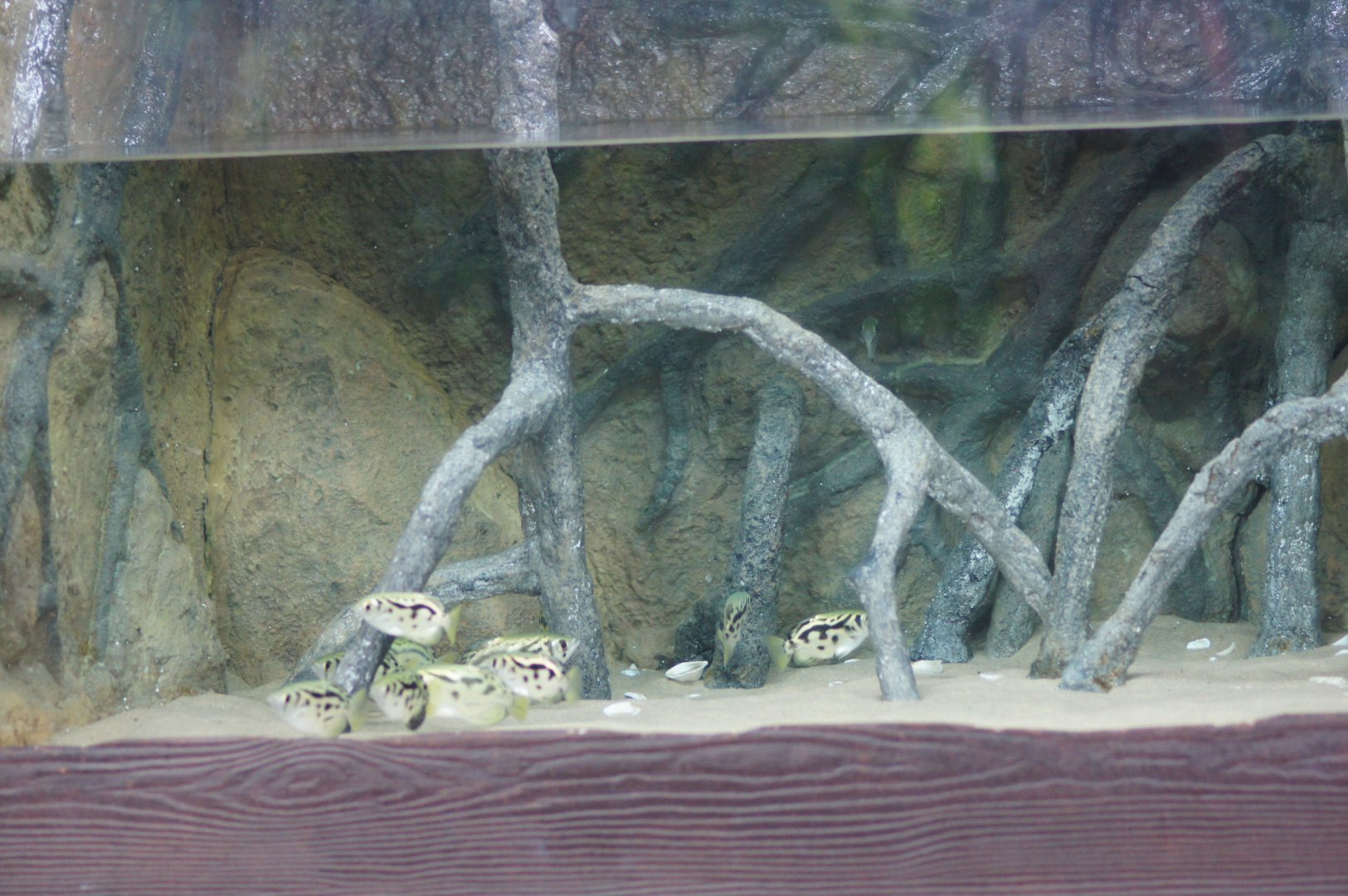 River Wonders | Burmese Archerfish Tank