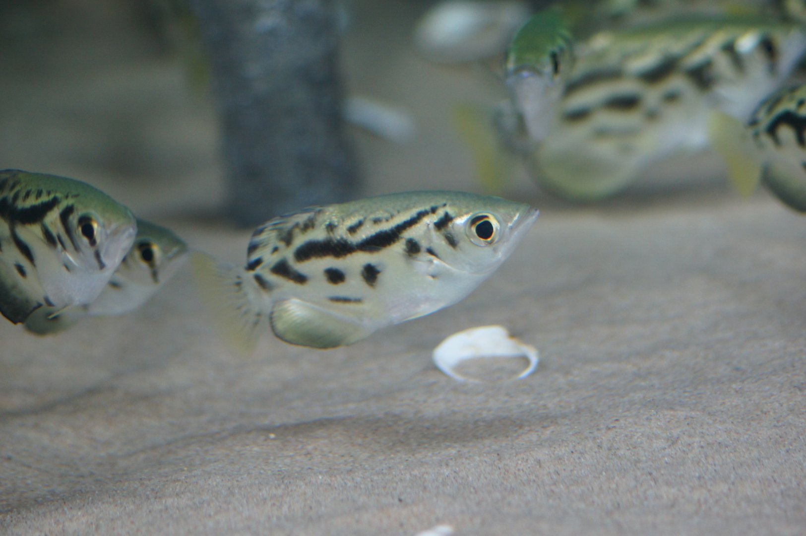 River Wonders | Burmese Archerfish