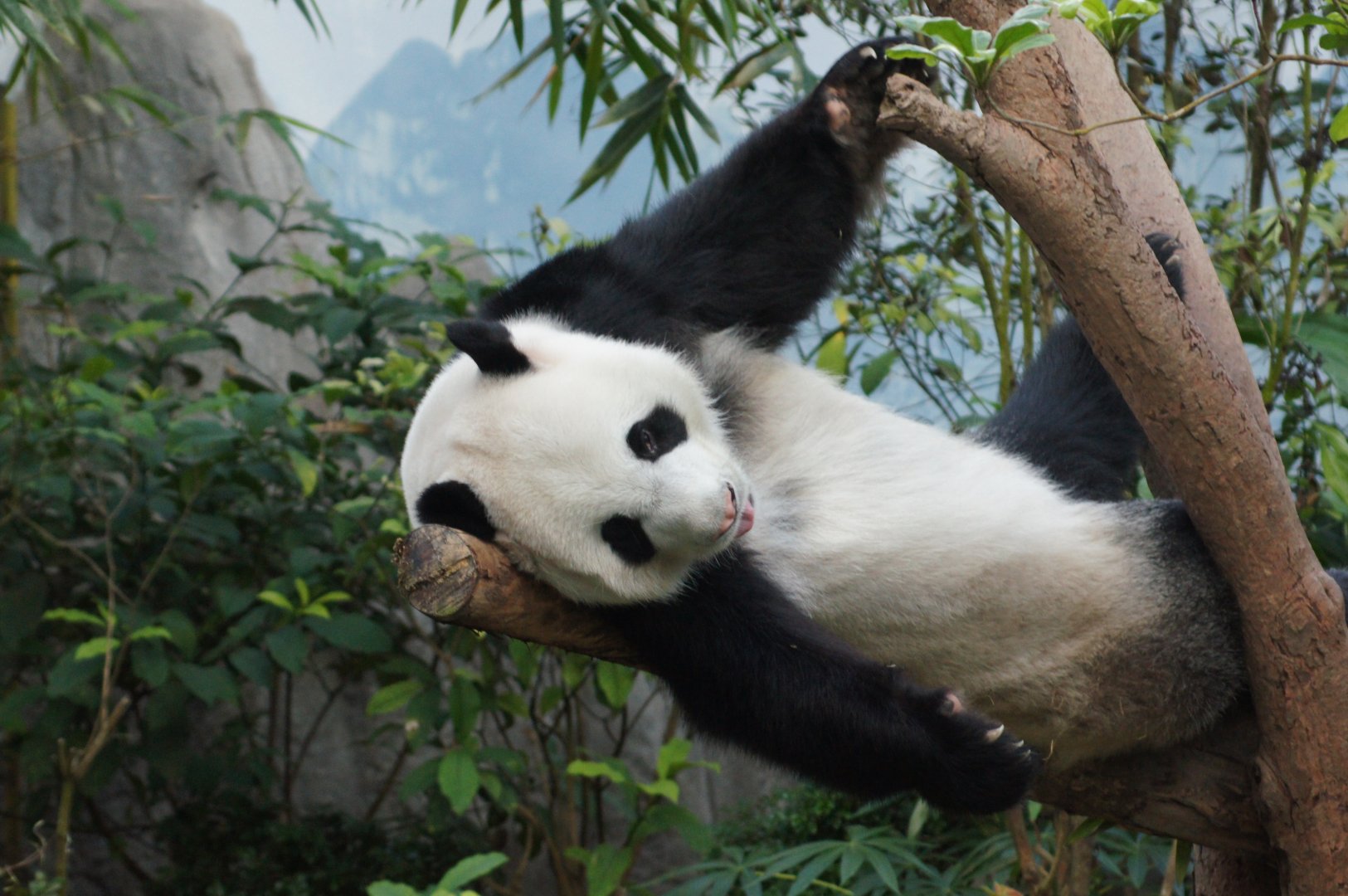 River Wonders | Giant Panda