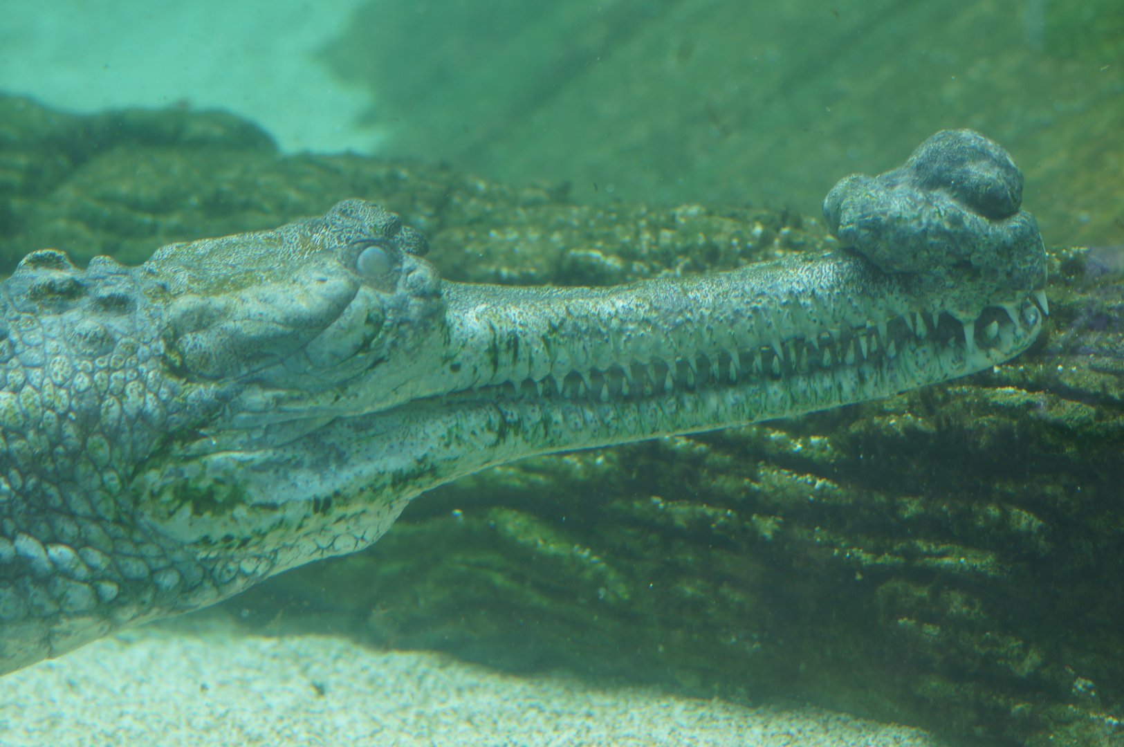 River Wonders | Indian Gharial