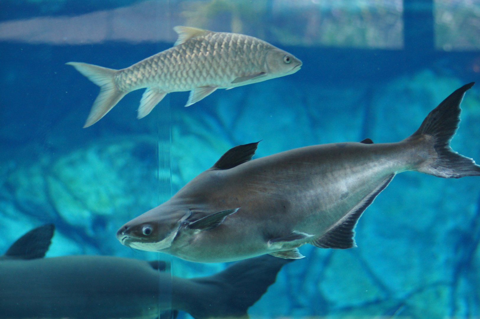 River Wonders | Iridescent Shark and Jullien's Golden Carp