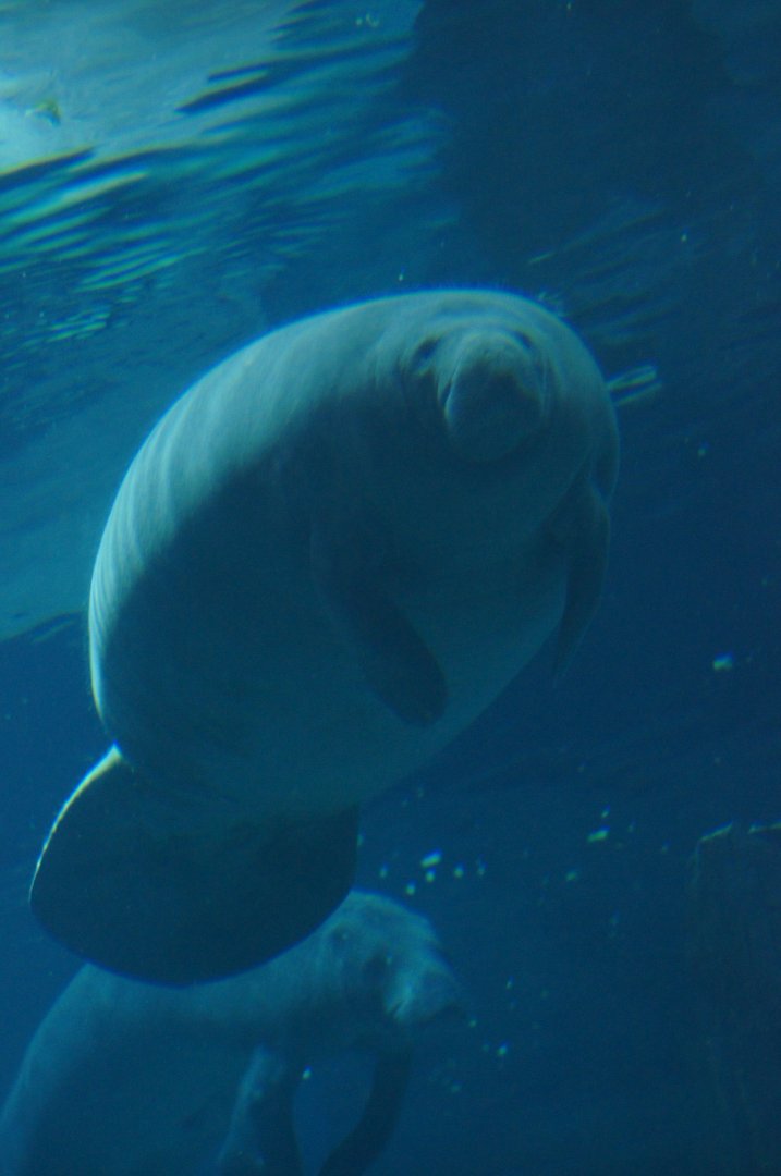 River Wonders | Manatee