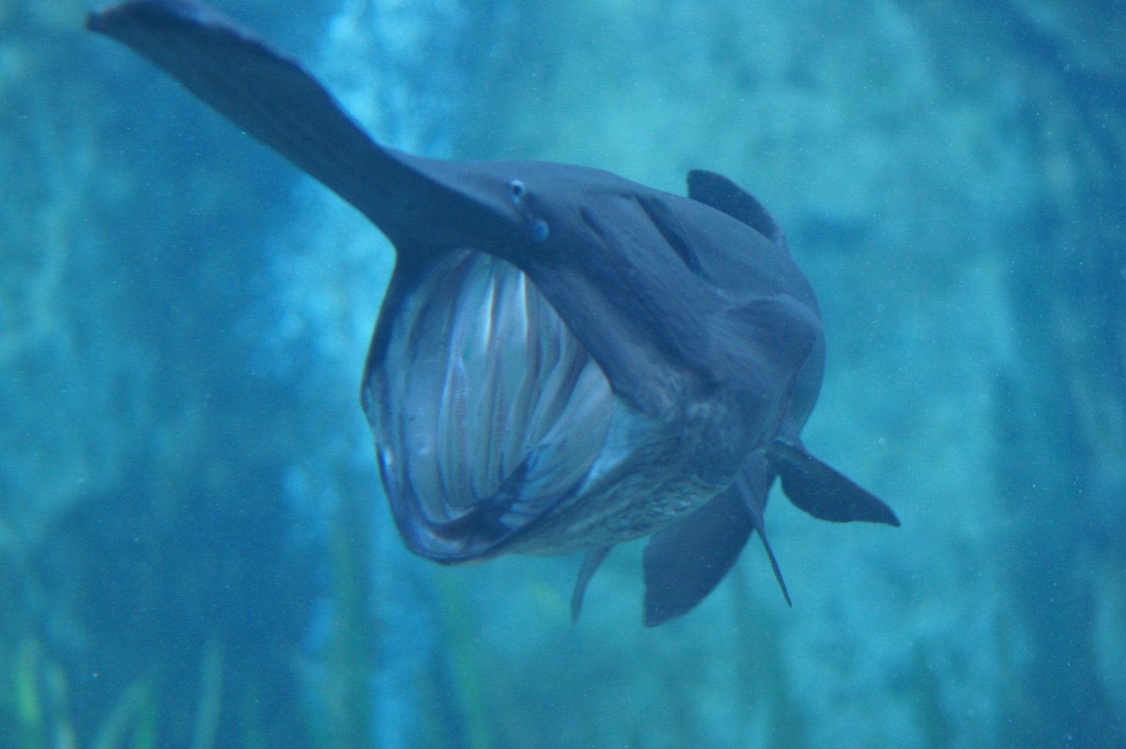 River Wonders | Mississippi Paddlefish