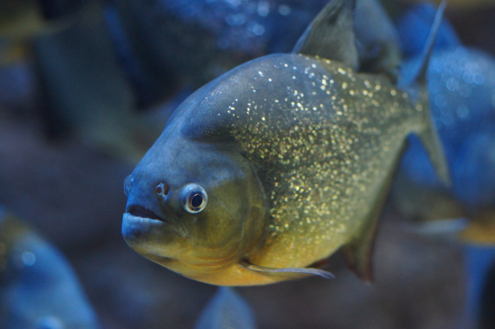 River Wonders | Red-bellied Piranha