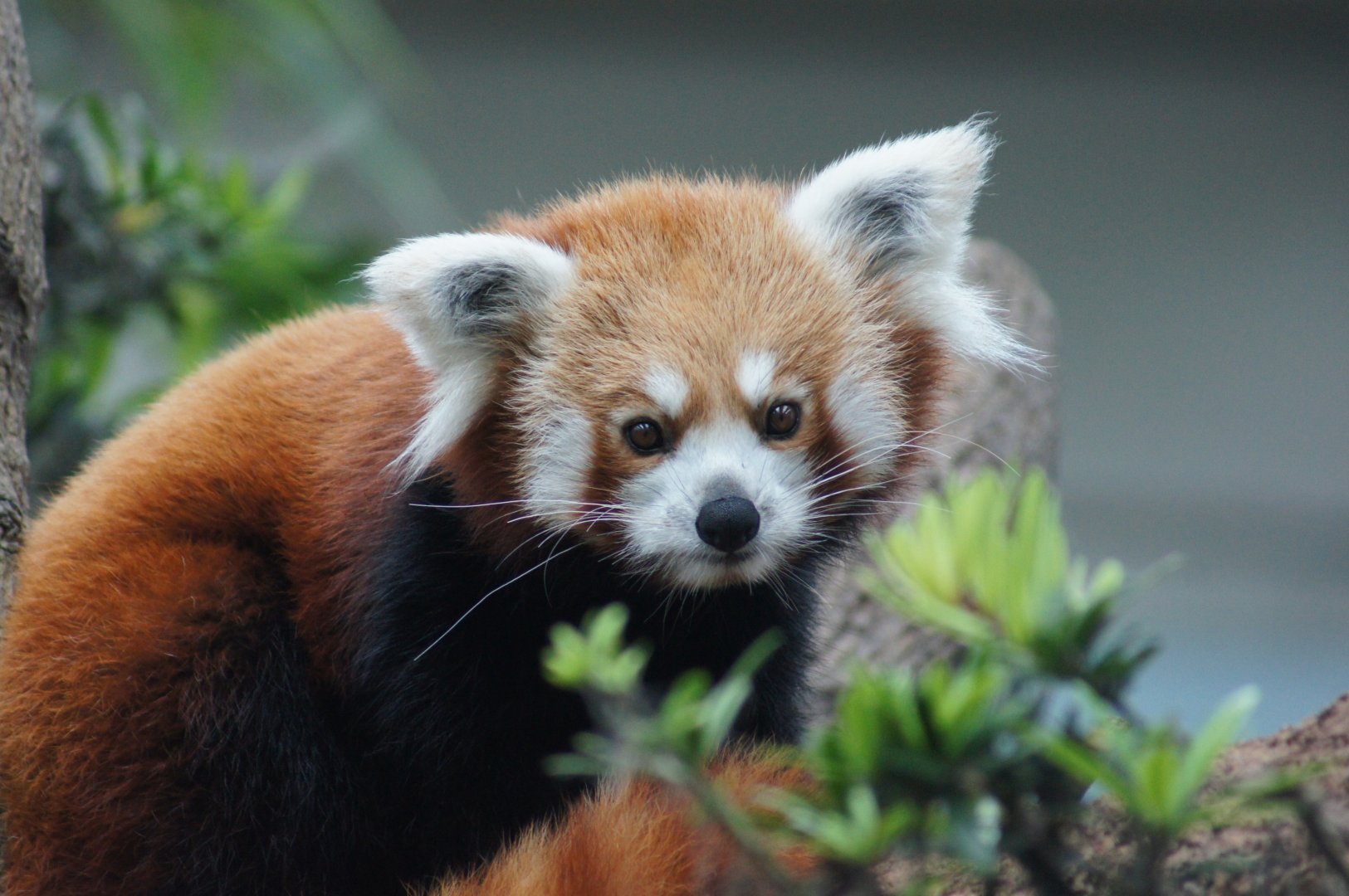 River Wonders | Red Panda