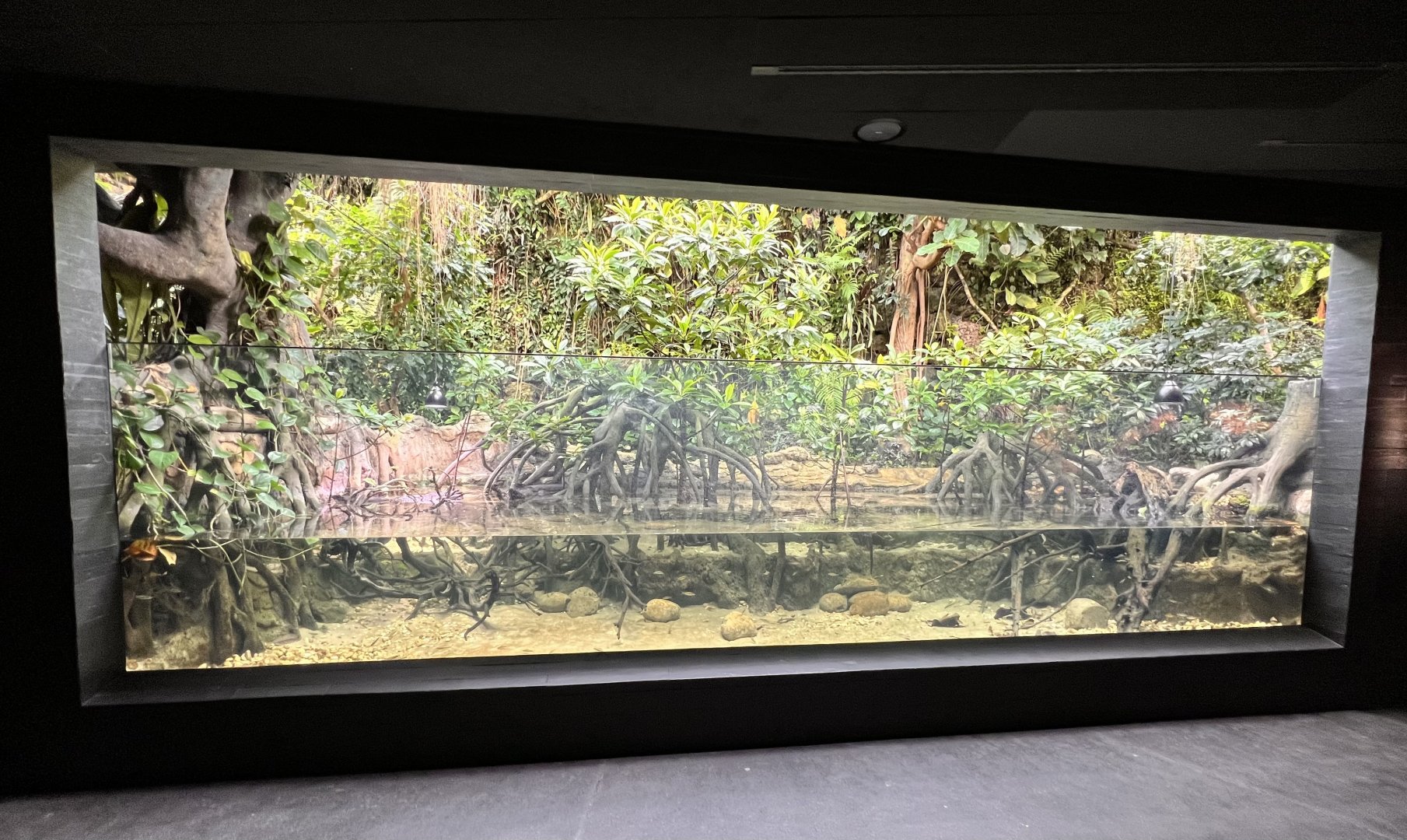 Riverbank of the Western Ghats (India)