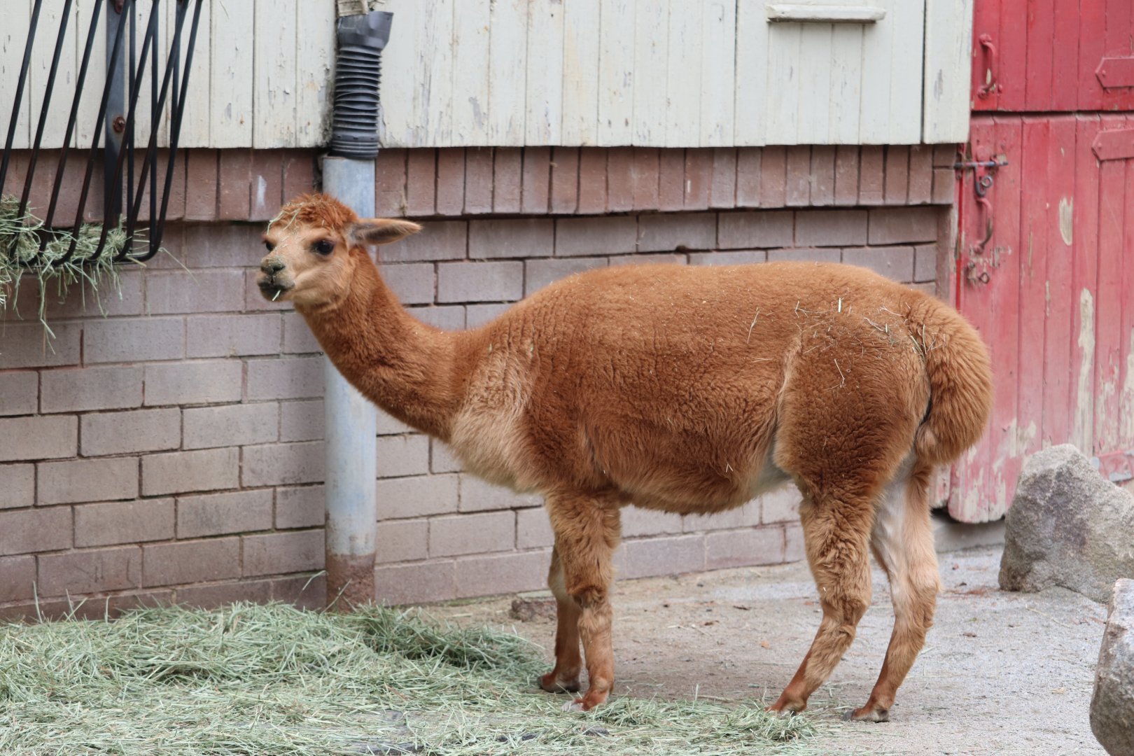 Riverbanks Farm - Alpaca