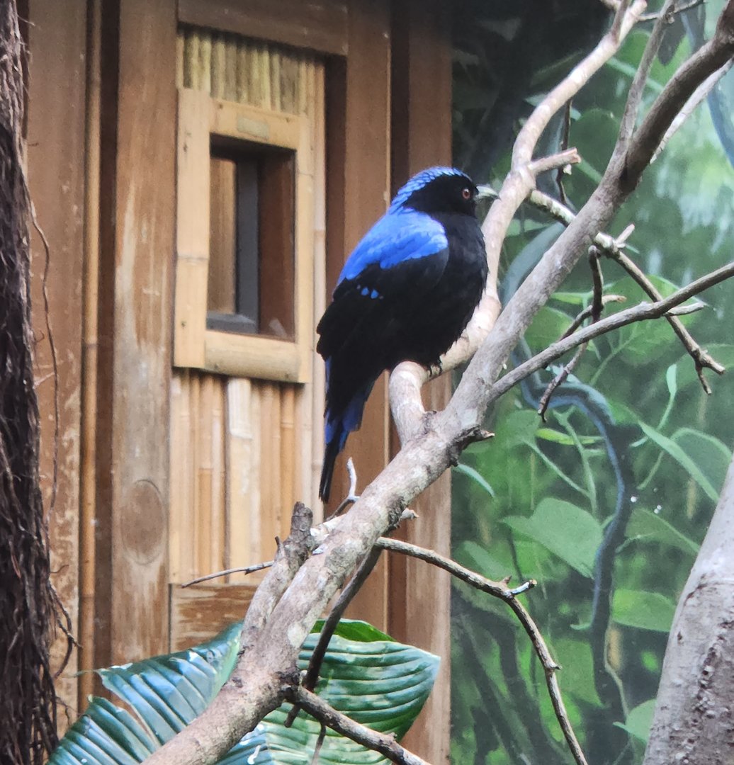Riverbanks Zoo (2023) - Fairy Bluebird