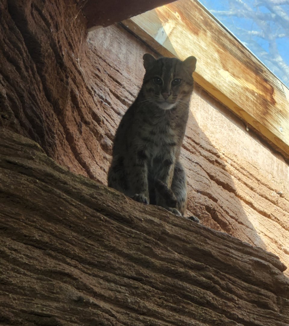 Riverbanks Zoo (2023) - Fishing Cat