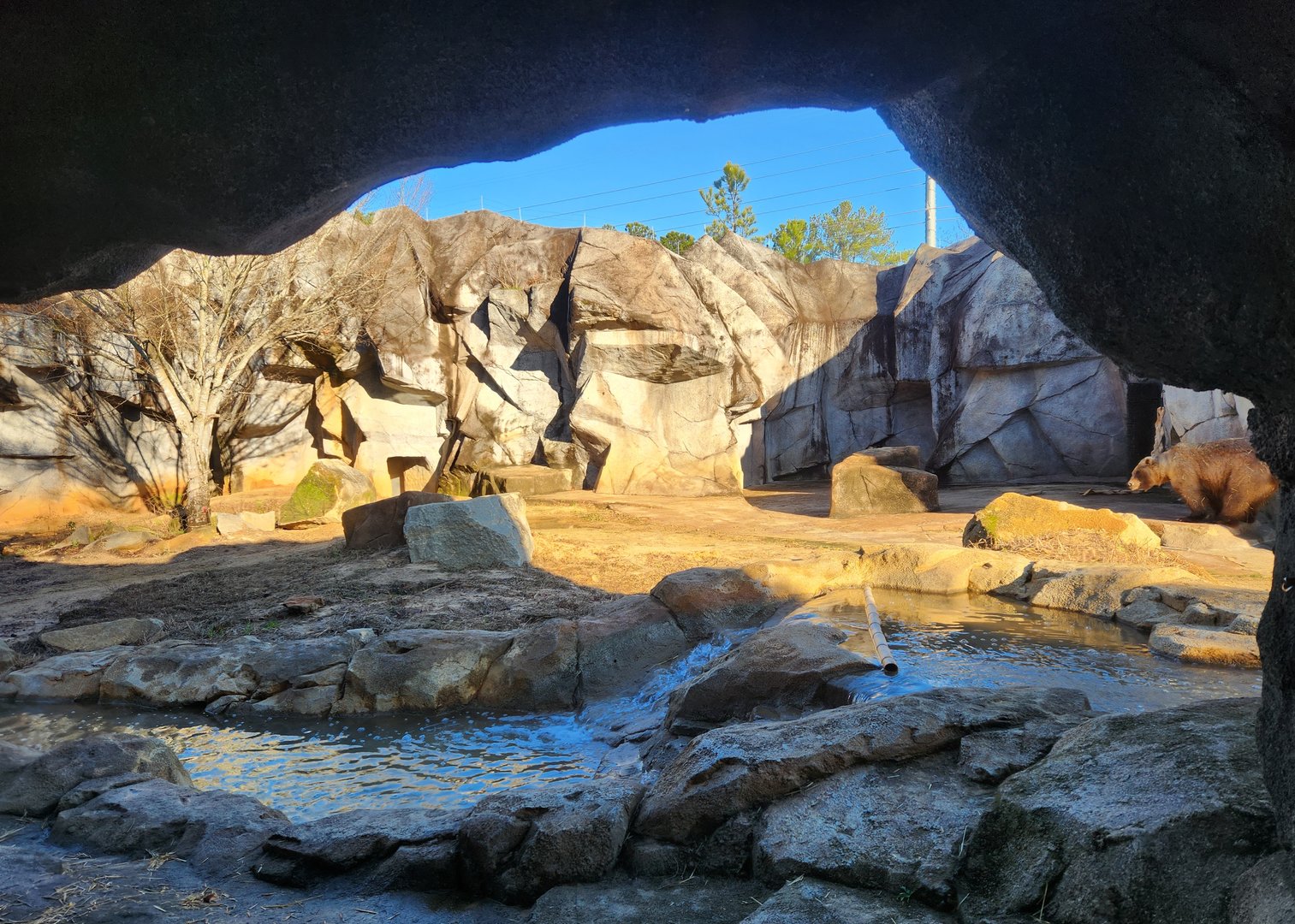 Riverbanks Zoo (2023) - Grizzly Bear enclosure