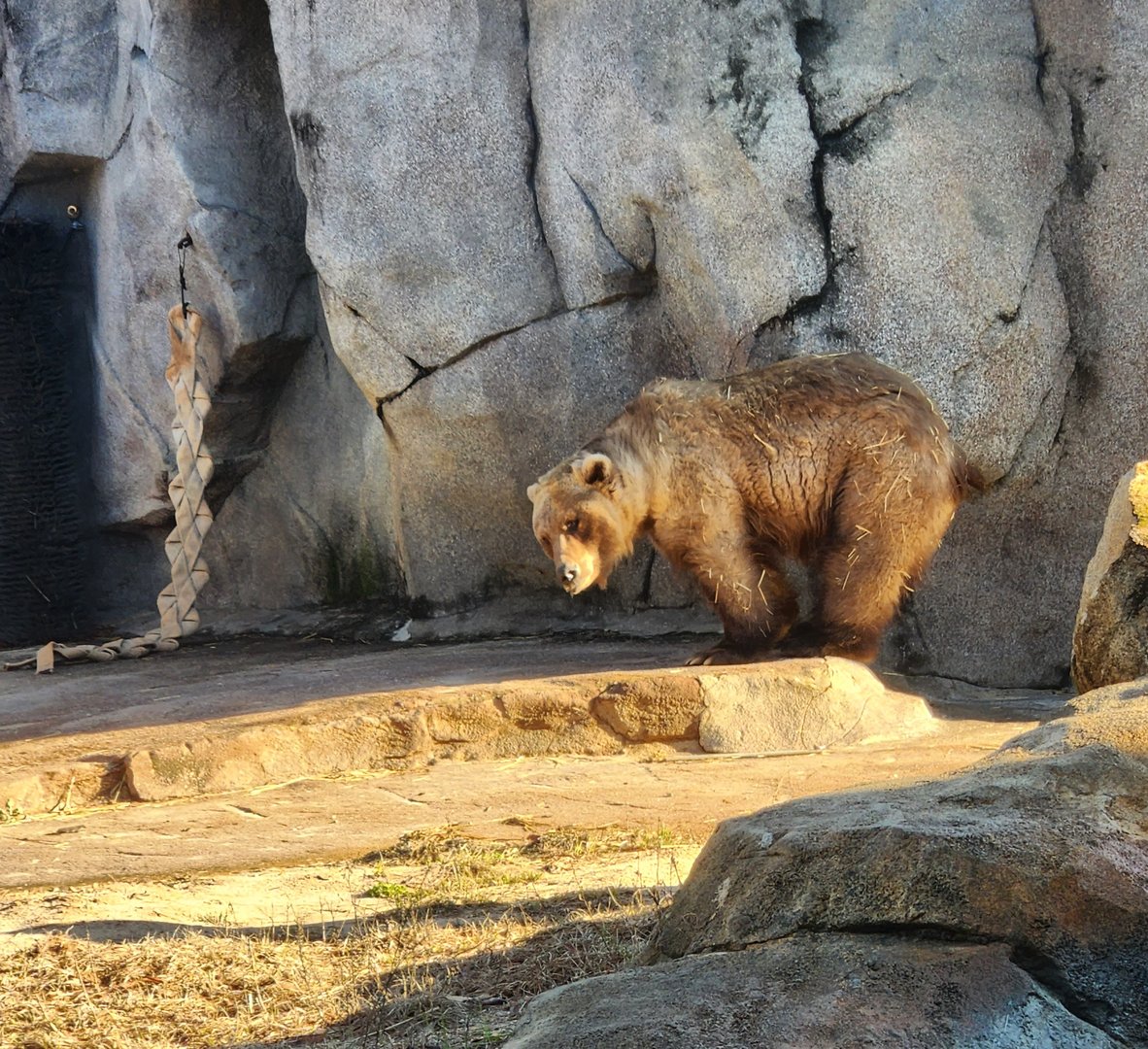 Riverbanks Zoo (2023) - Grizzly Bear