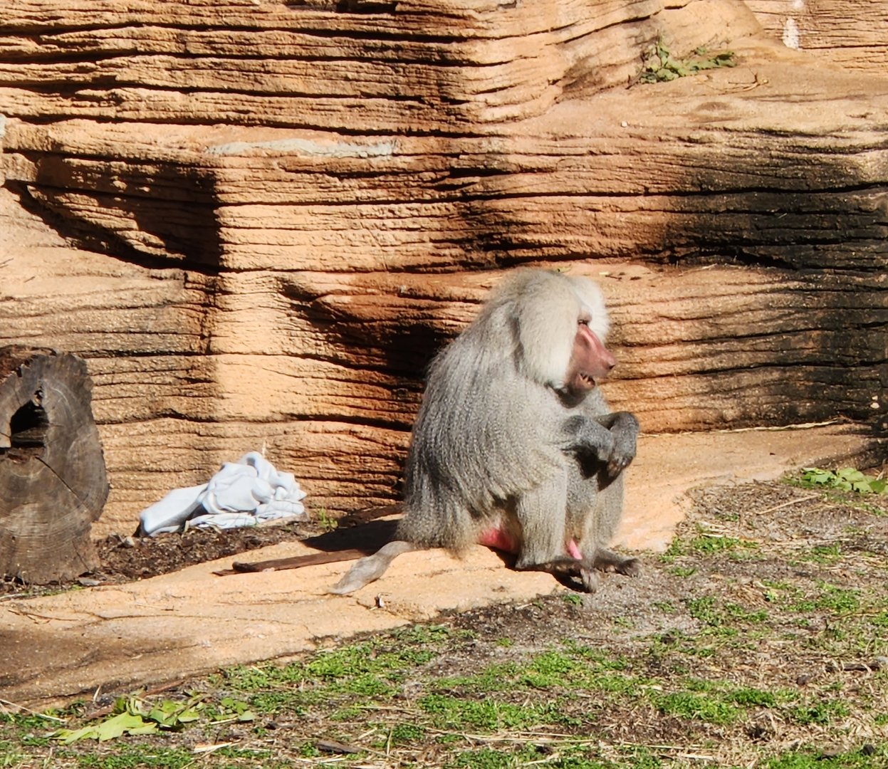 Riverbanks Zoo (2023) - Hamadryas Baboon