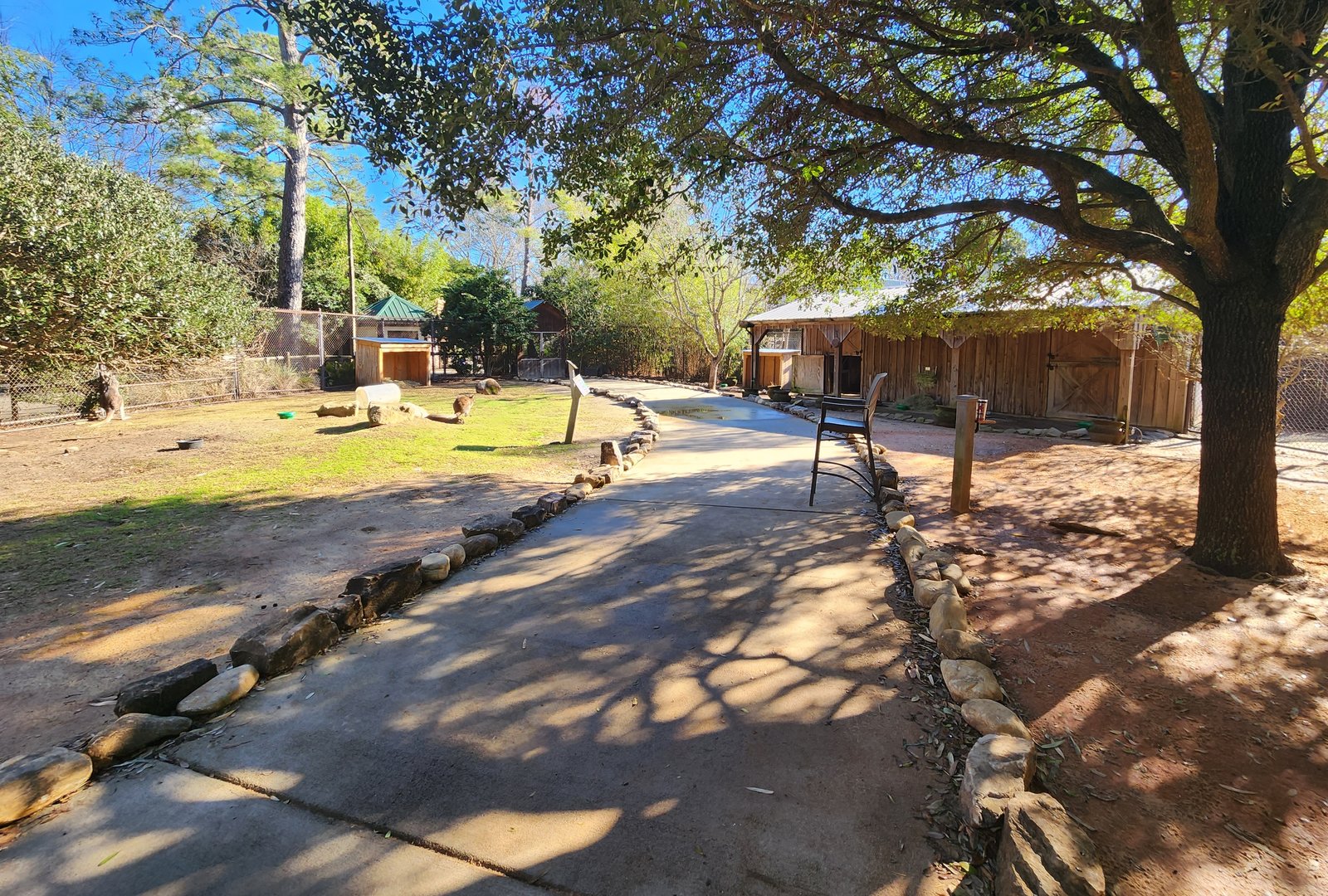 Riverbanks Zoo (2023) - Kangaroo Walkabout