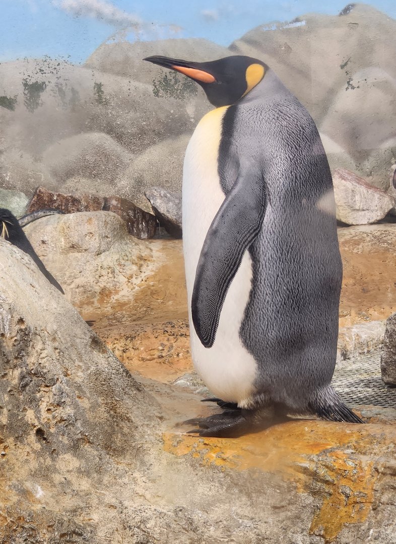 Riverbanks Zoo (2023) - King Penguin
