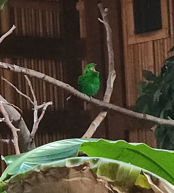 Riverbanks Zoo (2023) - Lesser Green Broadbill