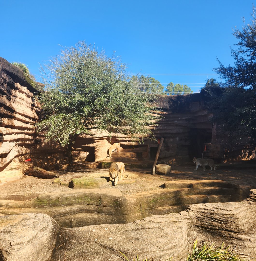 Riverbanks Zoo (2023) - Lion enclosure