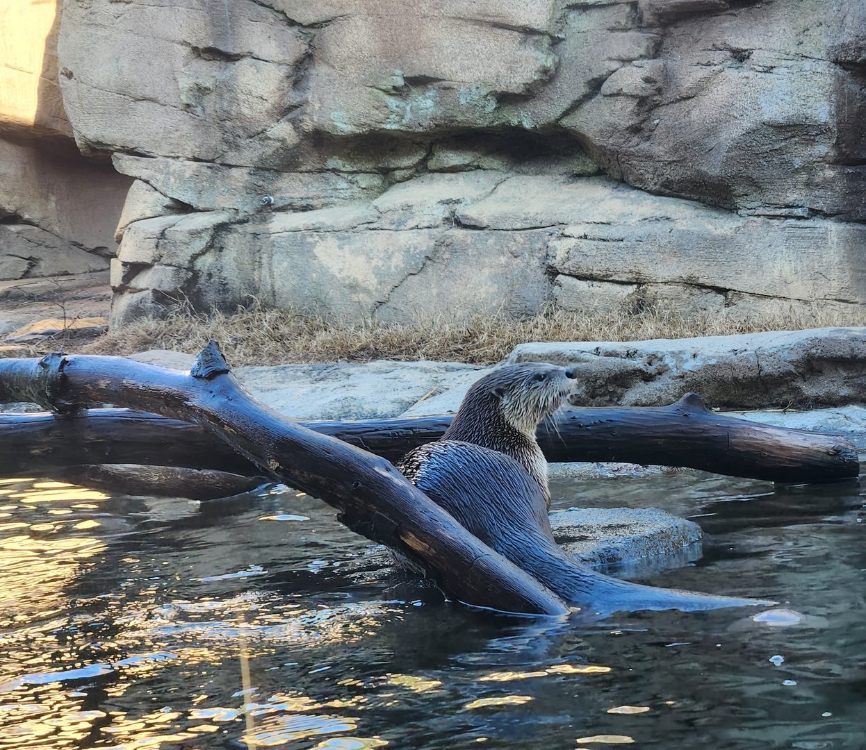 Riverbanks Zoo (2023) - North American River Otter