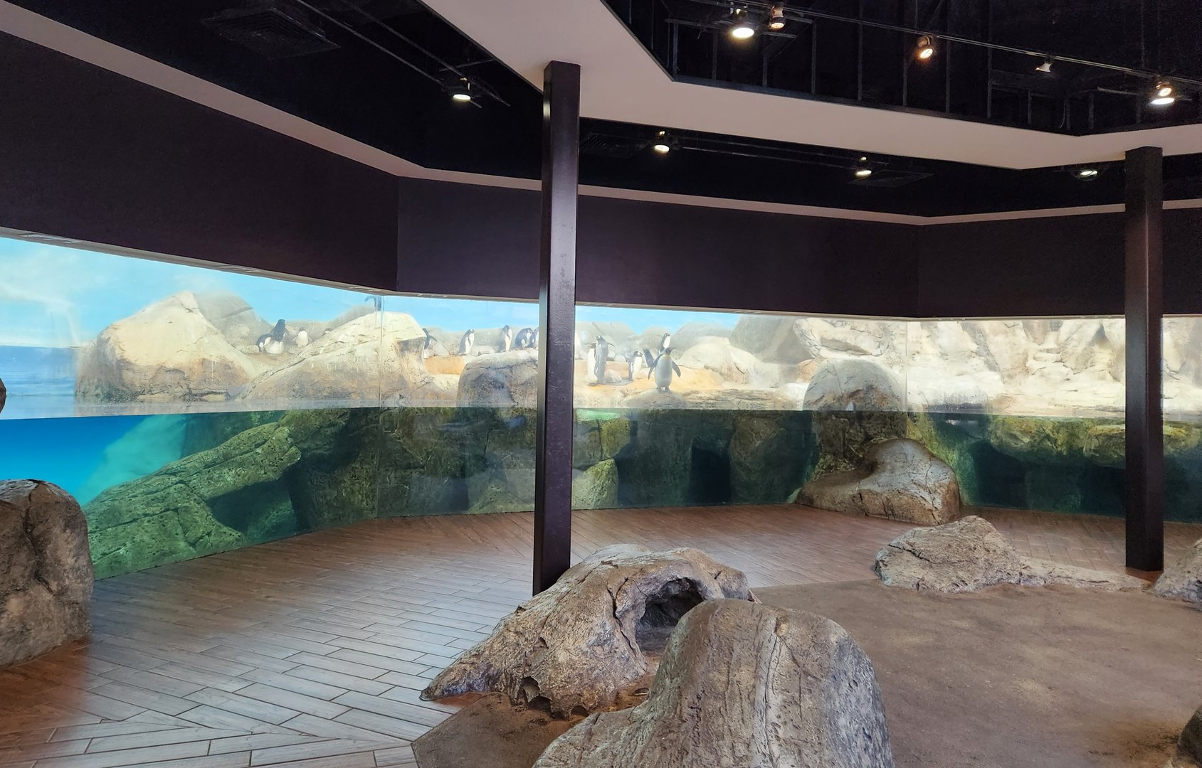 Riverbanks Zoo (2023) - Penguin exhibit (Birdhouse)