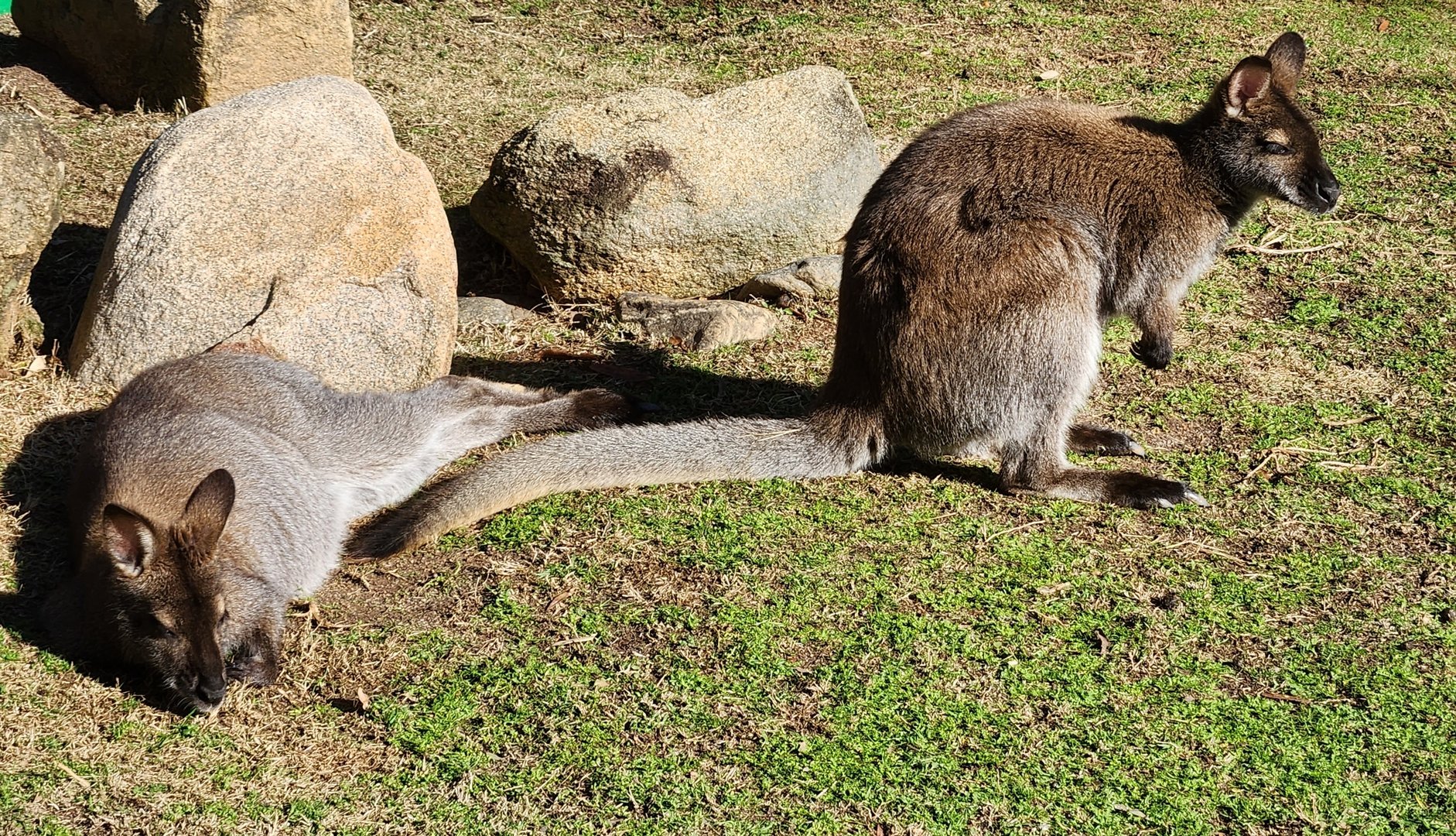 Riverbanks Zoo (2023) - Red-necked Wallaby