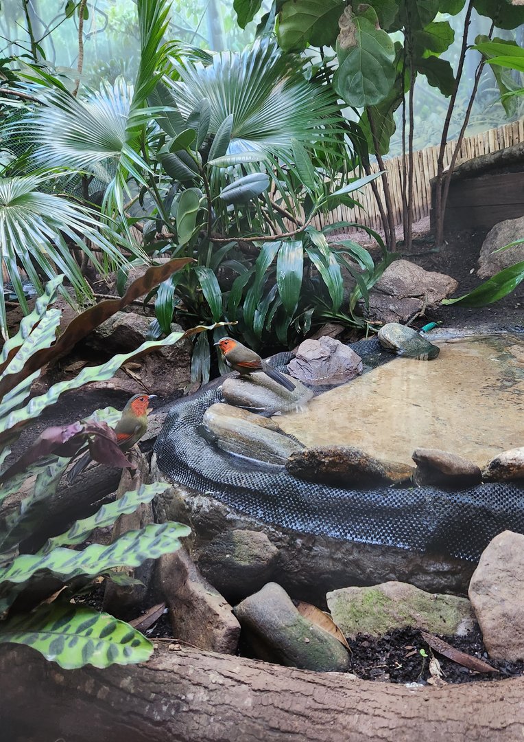 Riverbanks Zoo (2023) - Scarlet-faced Liocichla + exhibit