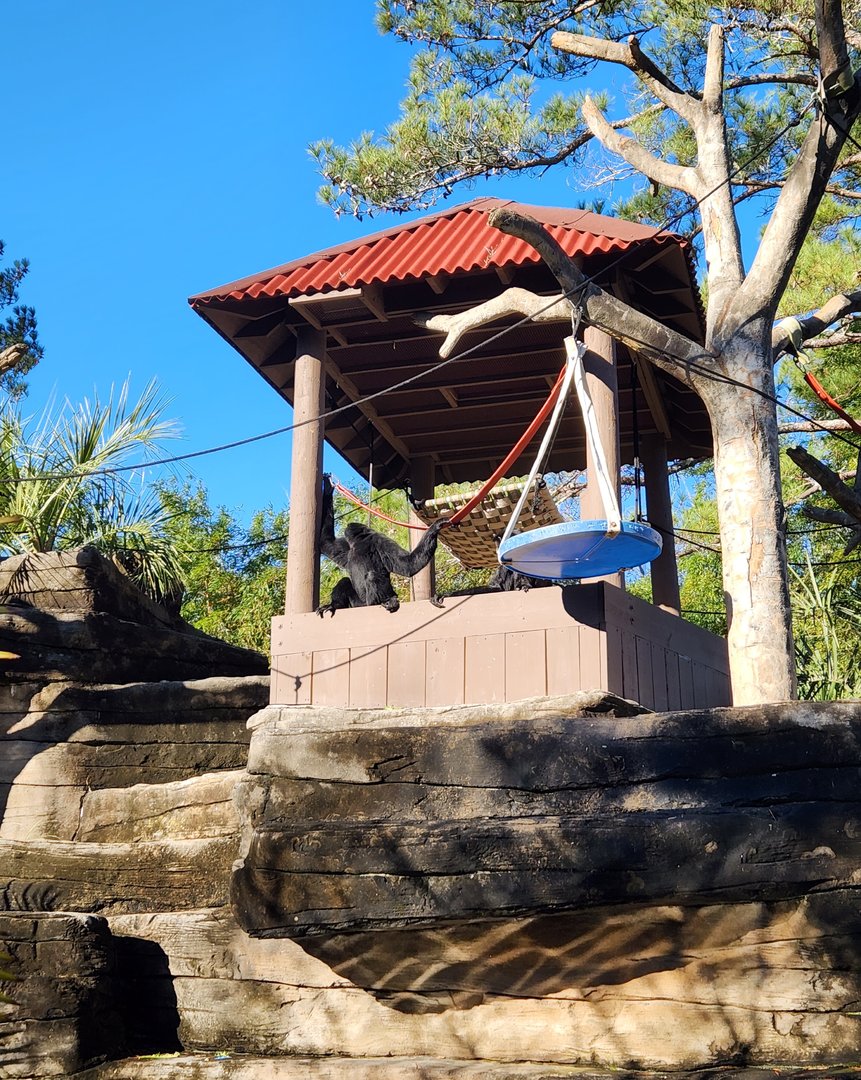 Riverbanks Zoo (2023) - Siamang