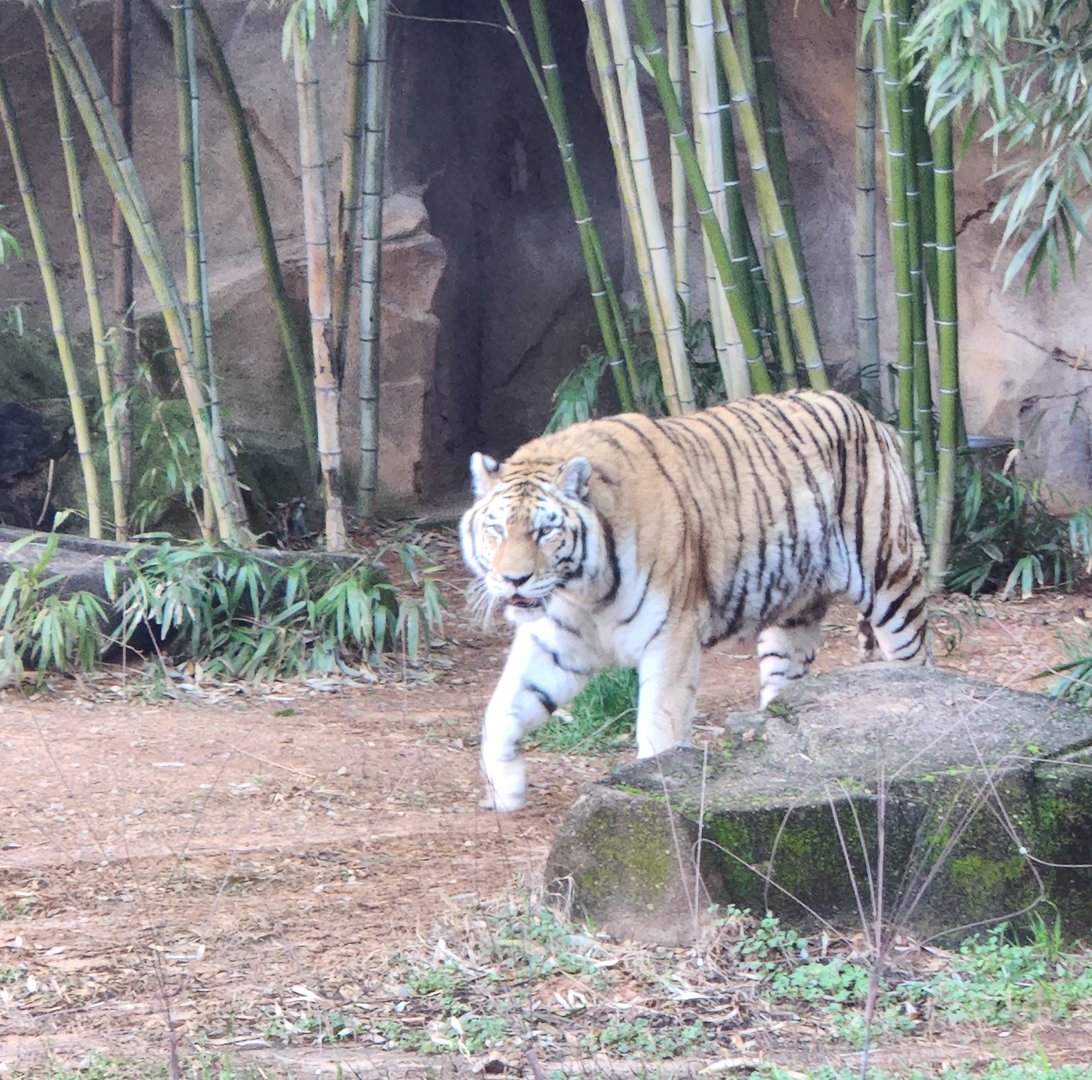 Riverbanks Zoo (2023) - Siberian Tiger