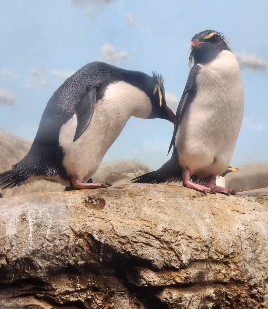 Riverbanks Zoo (2023) - Southern Rockhopper Penguins