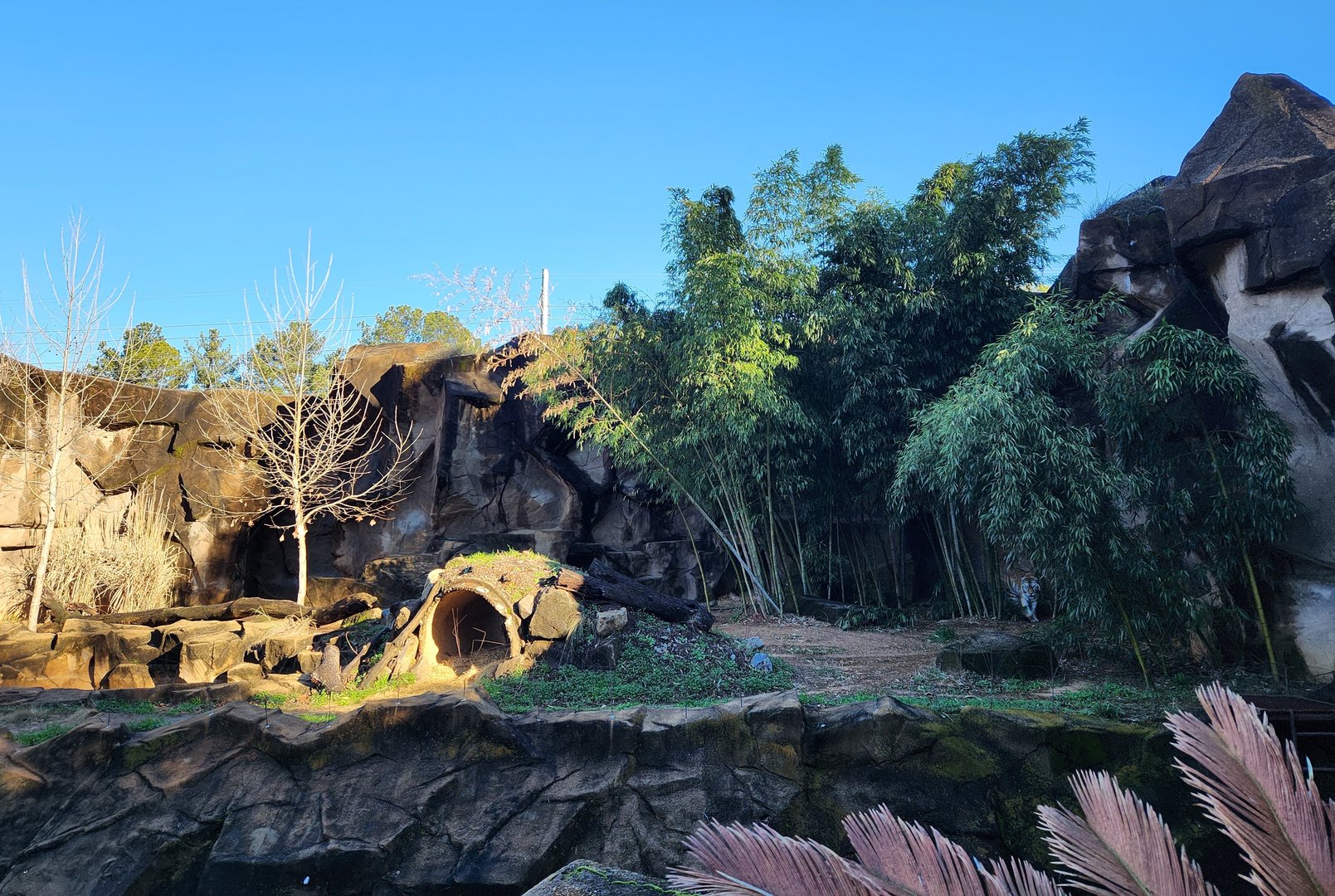 Riverbanks Zoo (2023) - Tiger enclosure