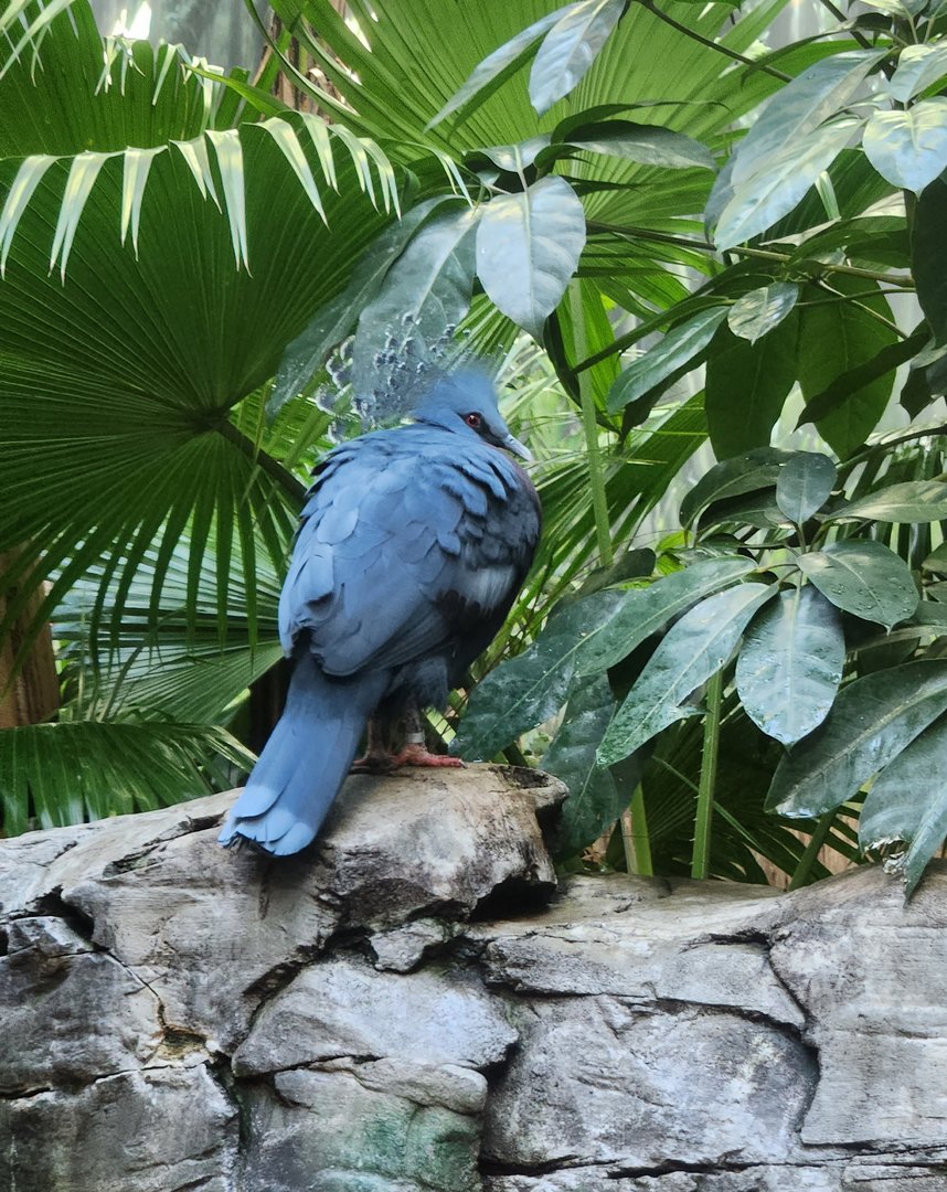 Riverbanks Zoo (2023) - Victoria Crowned Pigeon