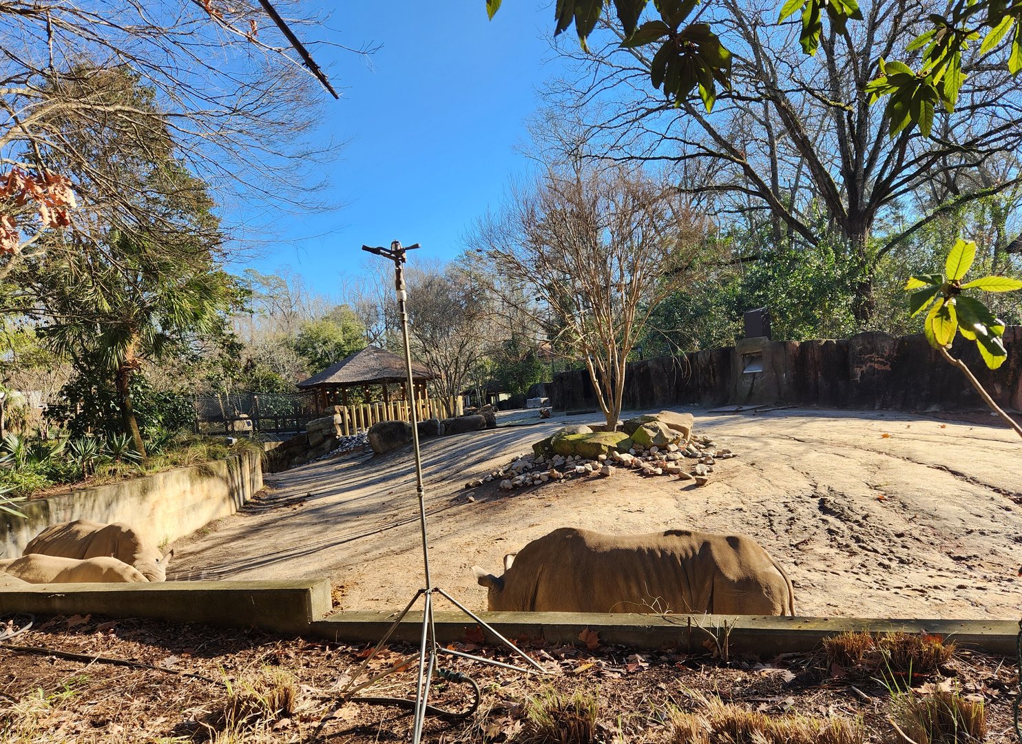 Riverbanks Zoo (2023) - White Rhinoceros enclosure