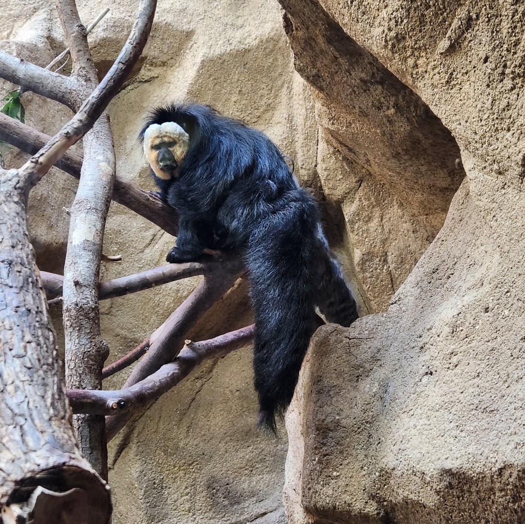 Riverbanks Zoo (2023) - Yellow-faced Saki