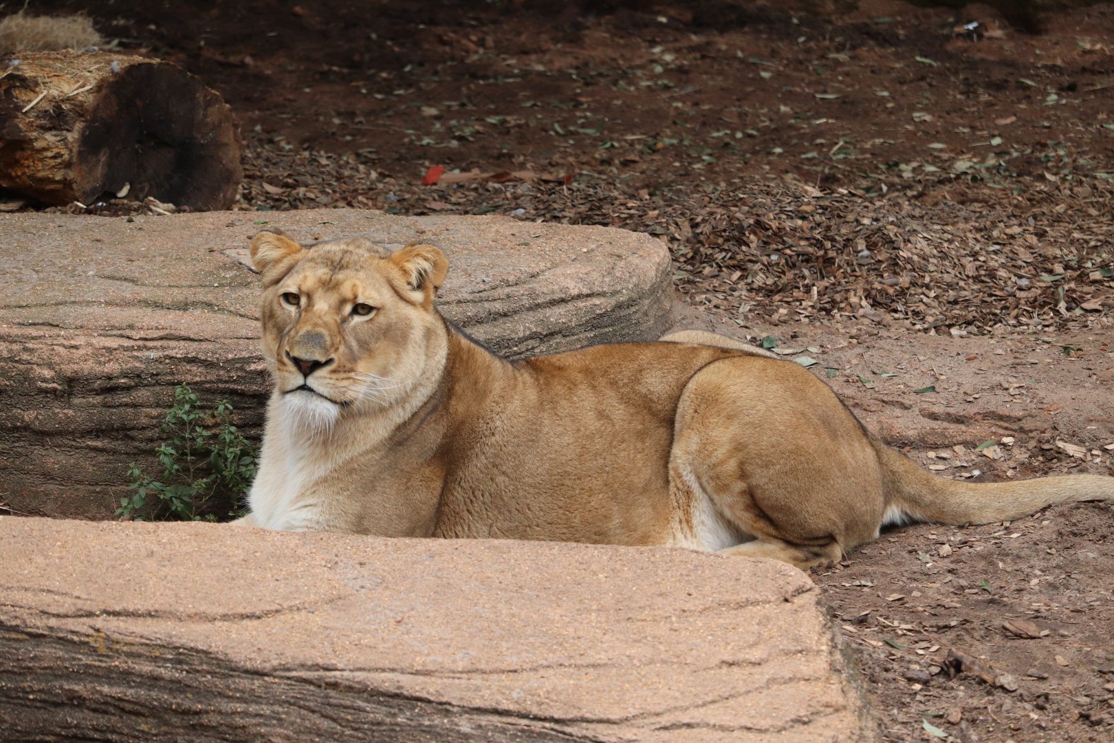 Riverbanks Zoo & Garden - African Lion