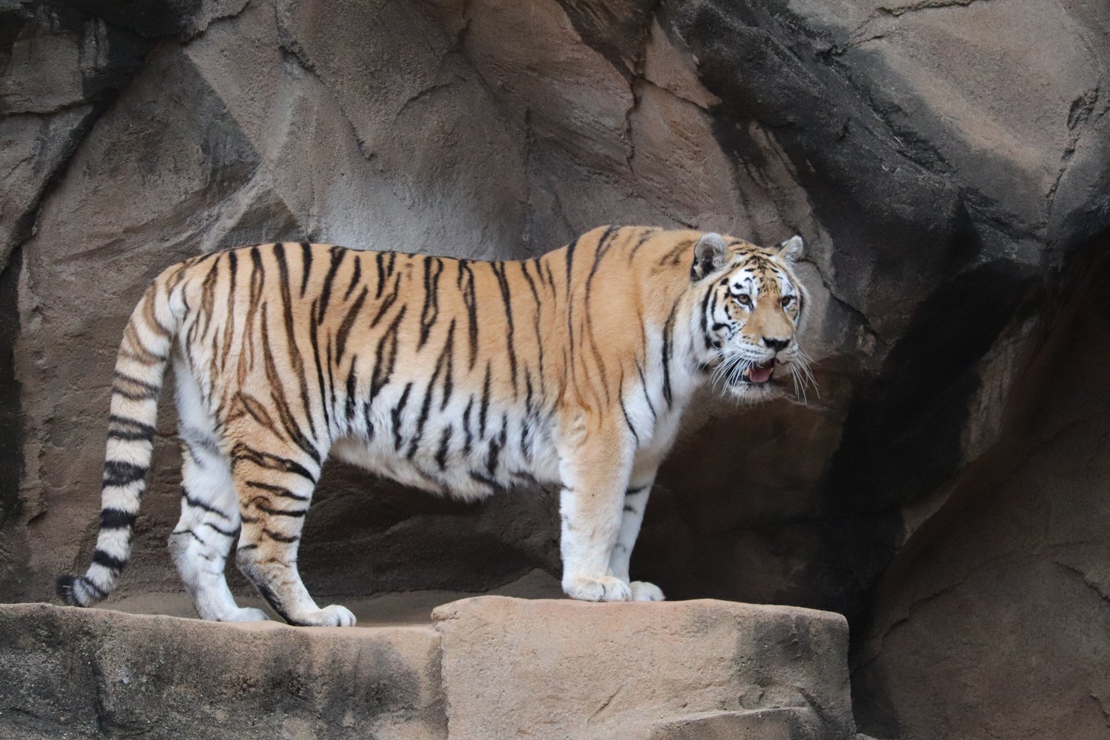 Riverbanks Zoo & Garden - Amur Tiger