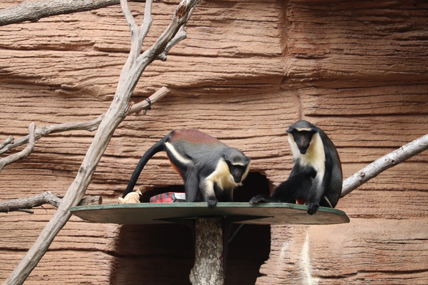 Riverbanks Zoo & Garden - Diana Monkey