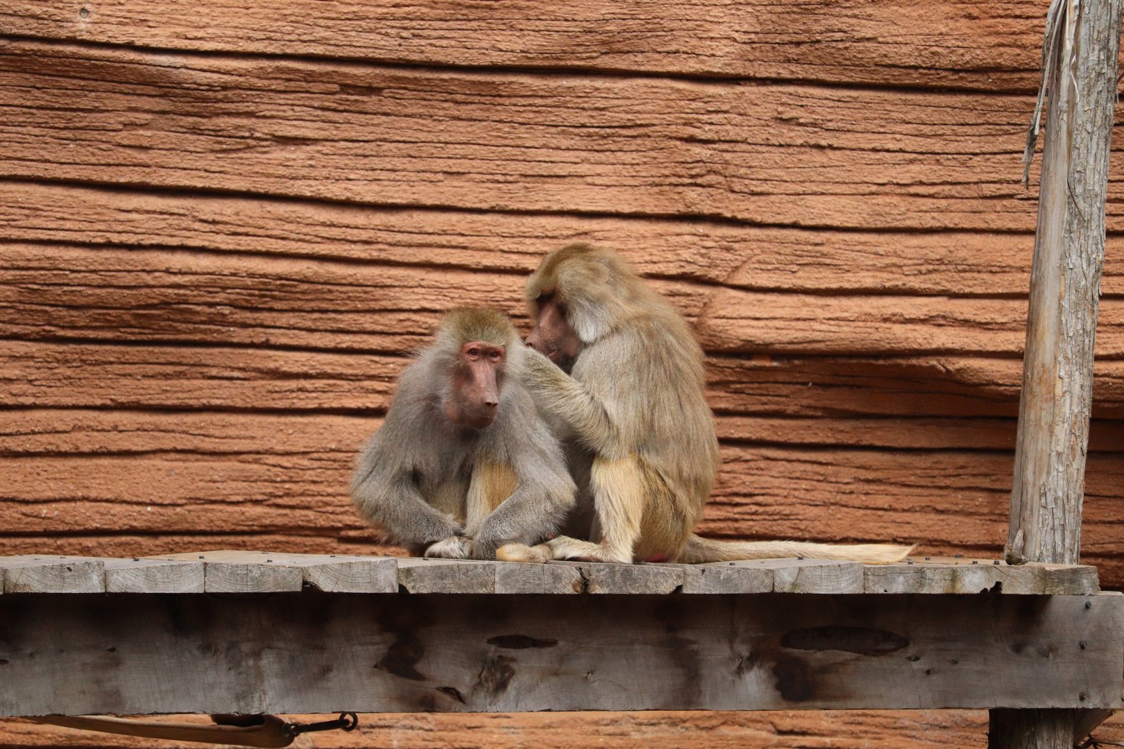 Riverbanks Zoo & Garden - Hamadryas Baboon