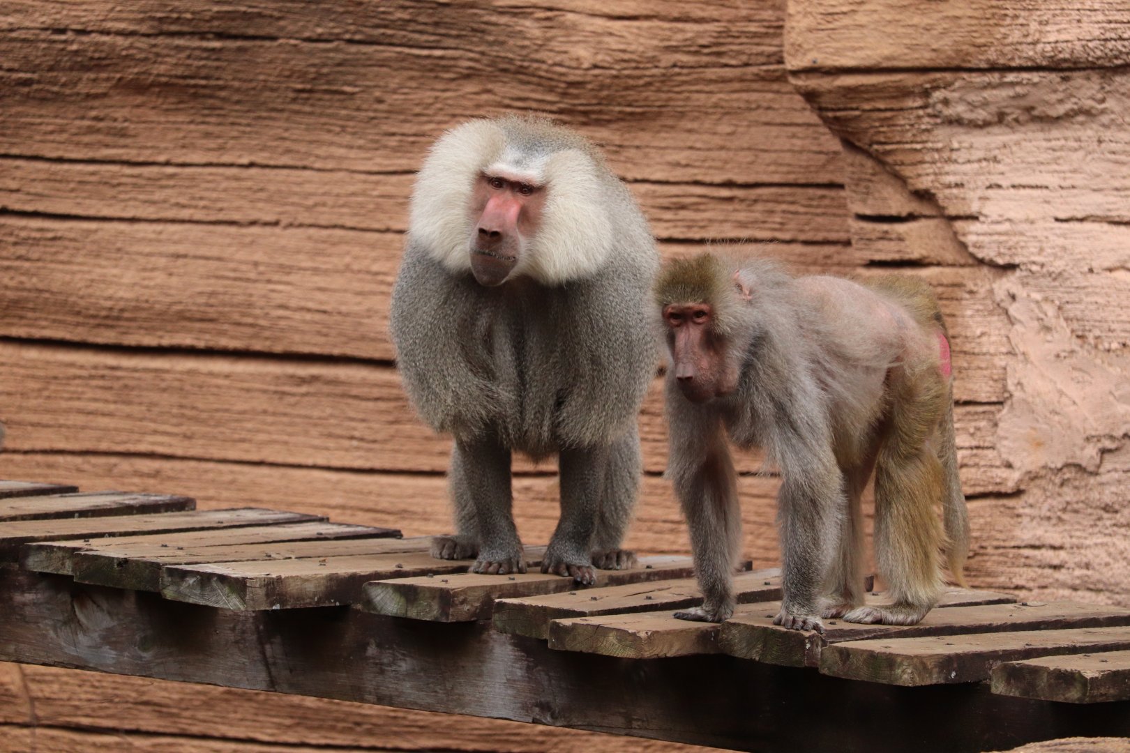 Riverbanks Zoo & Garden - Hamadryas Baboon