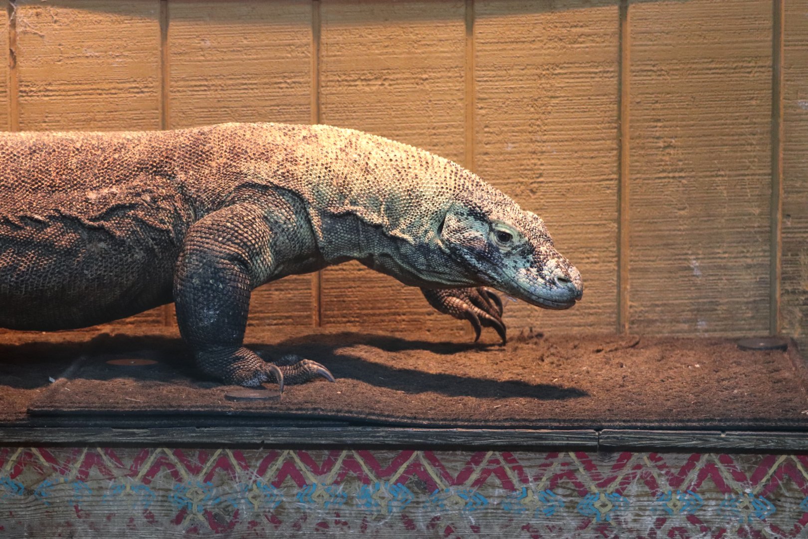 Riverbanks Zoo & Garden - Komodo Dragon