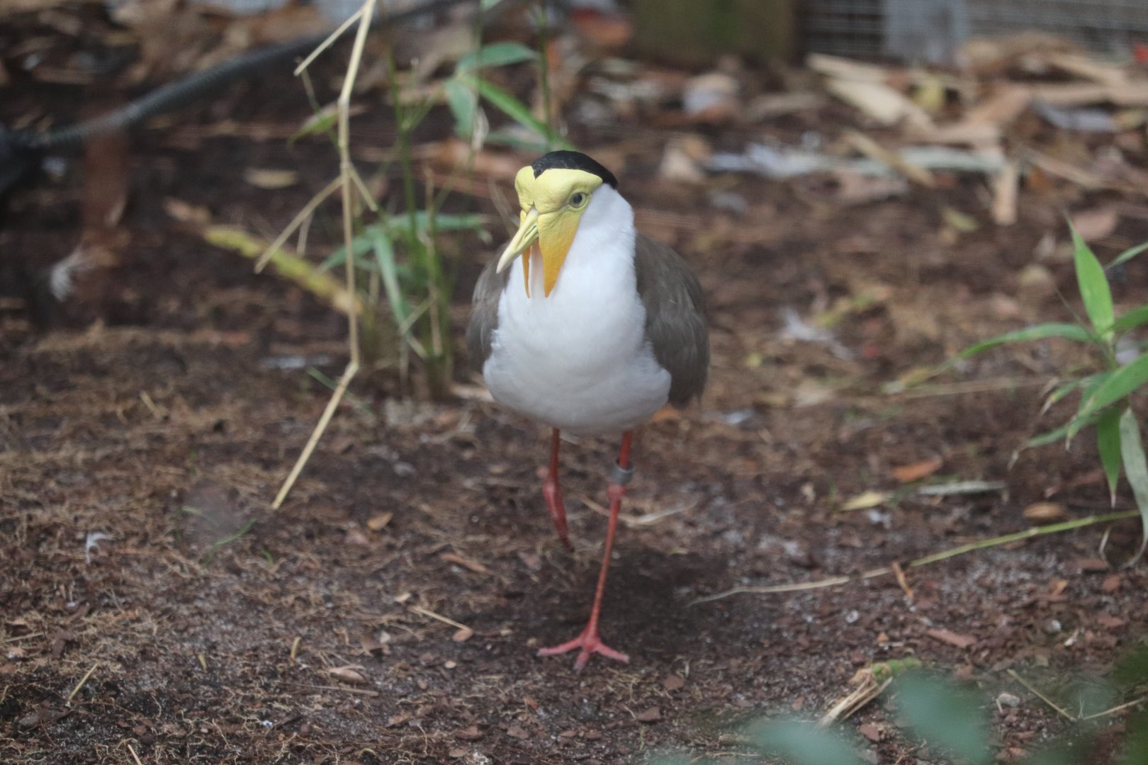 Riverbanks Zoo & Garden - Masked Lapwing