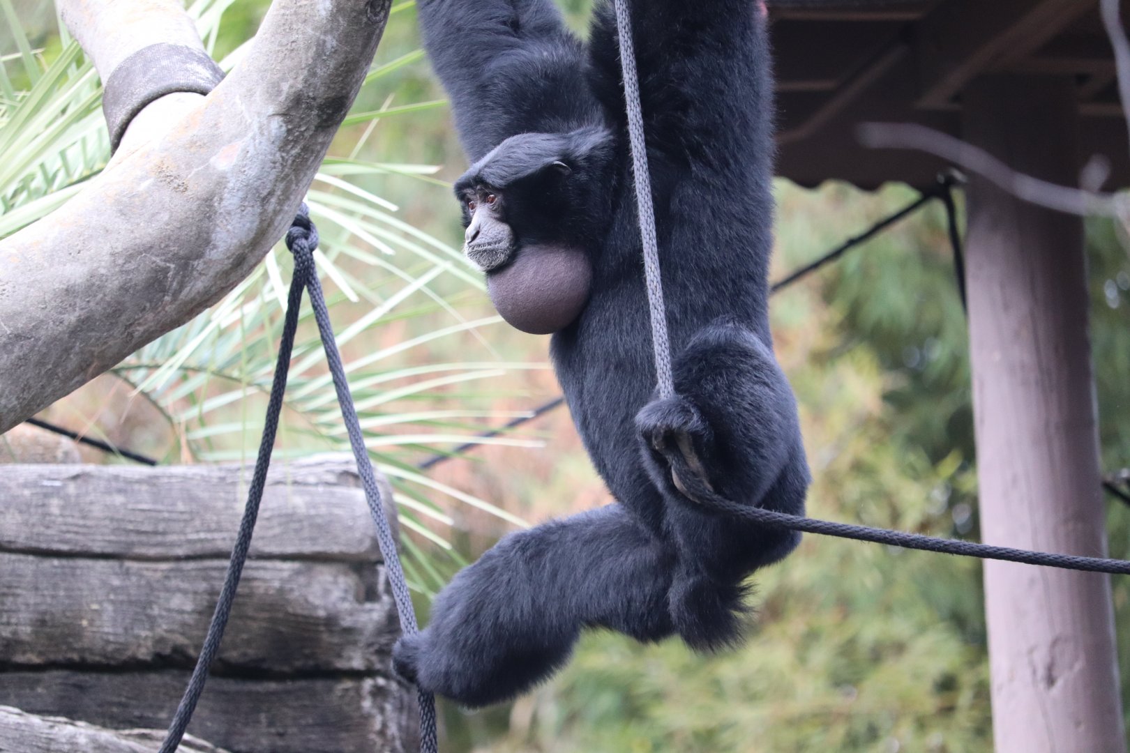 Riverbanks Zoo & Garden - Siamang
