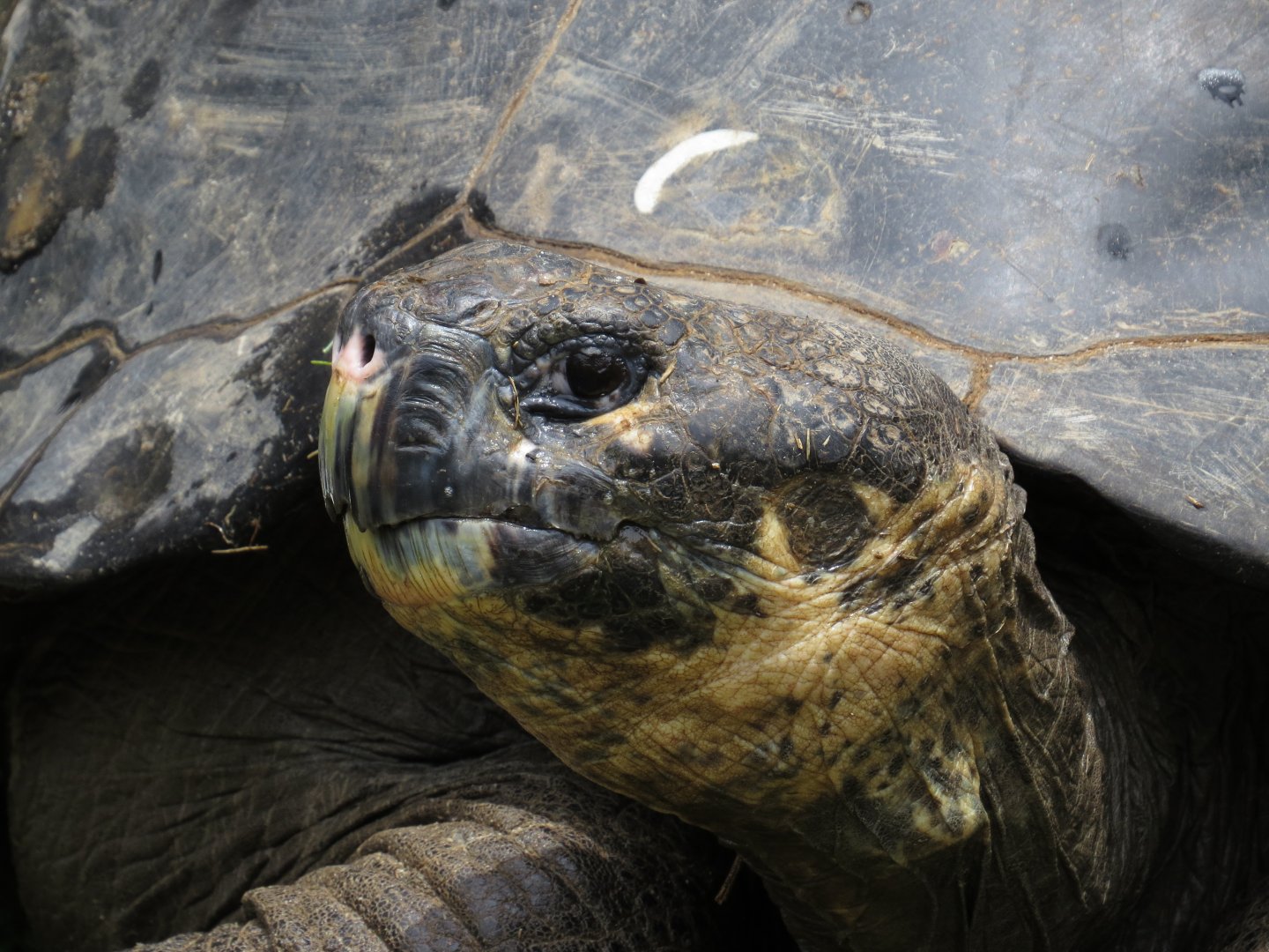Riverbanks Zoo & Garden Western Santa Cruz Giant Tortoise (Chelonoidis niger porteri) 06/14/2025 Alberta head