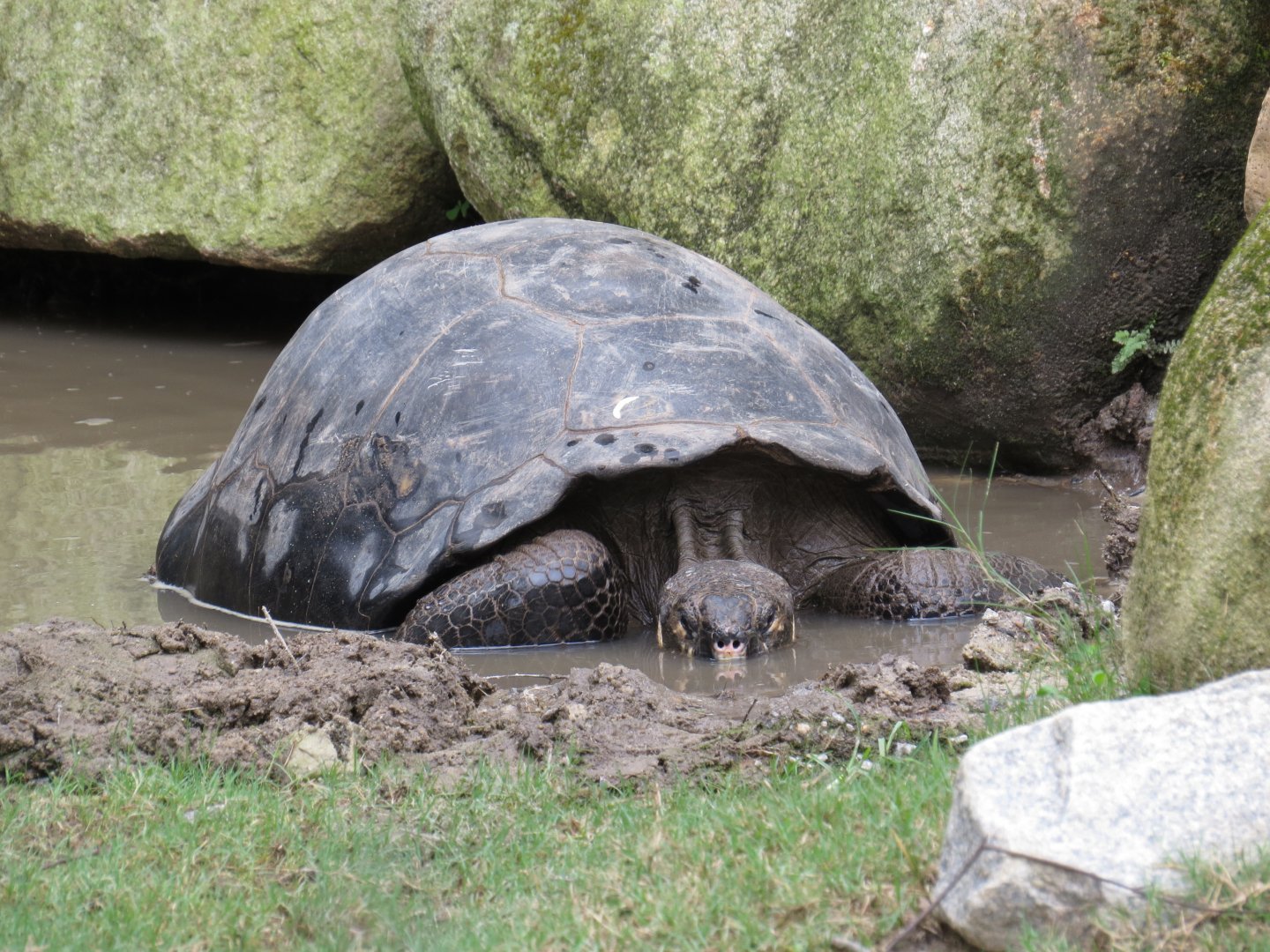 Riverbanks Zoo & Garden Western Santa Cruz Giant Tortoise (Chelonoidis niger porteri) 06/14/2025 Alberta