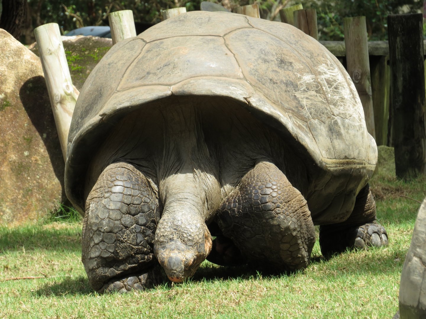 Riverbanks Zoo & Garden Western Santa Cruz Giant Tortoise (Chelonoidis niger porteri) 06/14/2025 Bravo WIDE