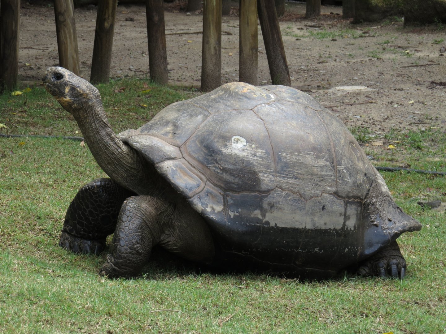 Riverbanks Zoo & Garden Western Santa Cruz Giant Tortoise (Chelonoidis niger porteri) 06/14/2025 Conchita