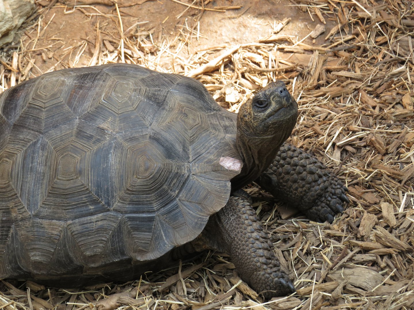 Riverbanks Zoo & Garden Western Santa Cruz Giant Tortoise (Chelonoidis niger porteri) 06/14/2025 Hatchling
