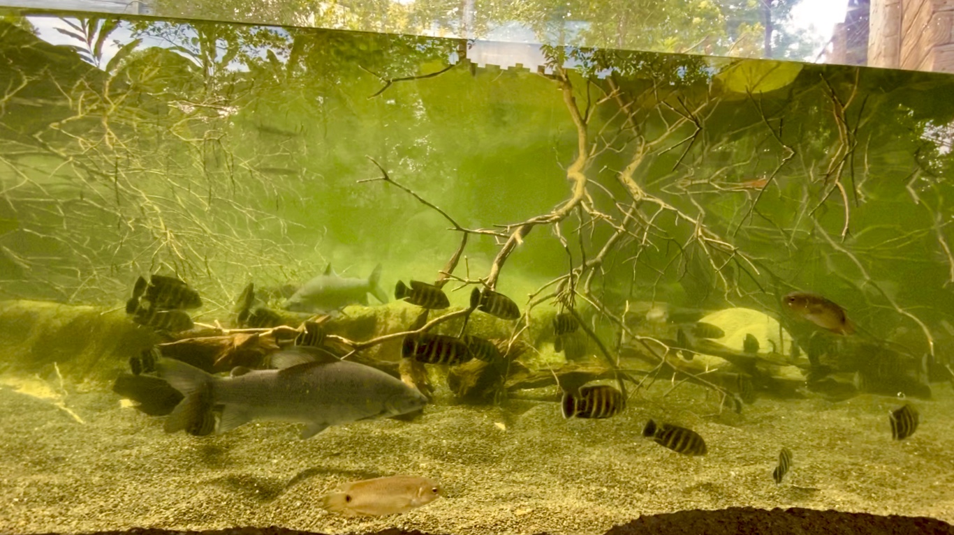 Riverine Exhibit for Vittatus tigerfish