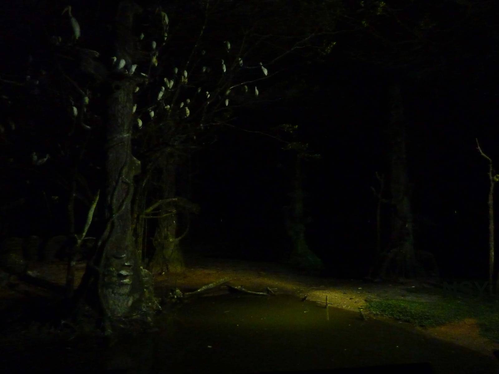 Riverine forest by night, May 2013